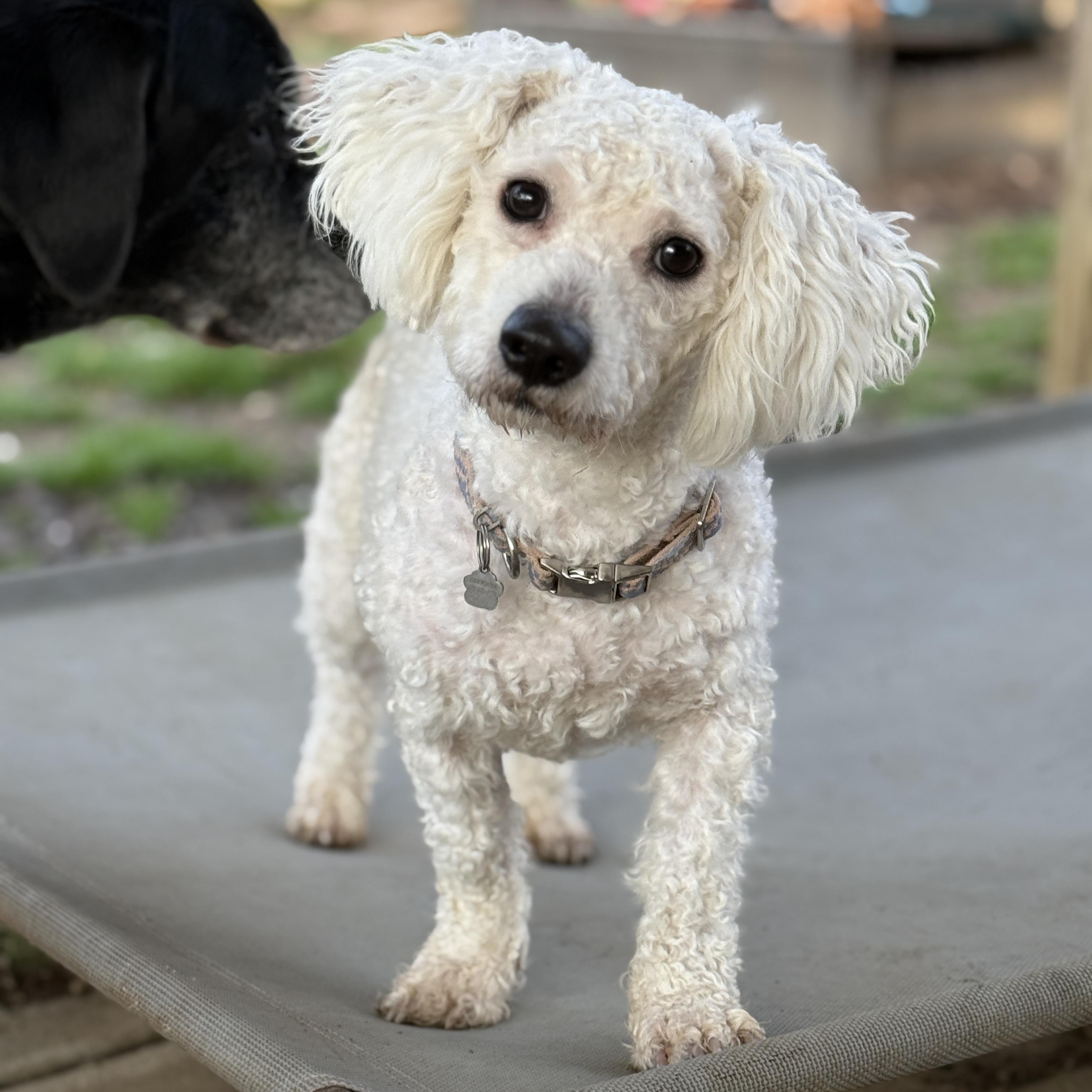 Enlarge Alfie, a ADOPTABLE mixed breed in Jeffersonville, IN image 2/6