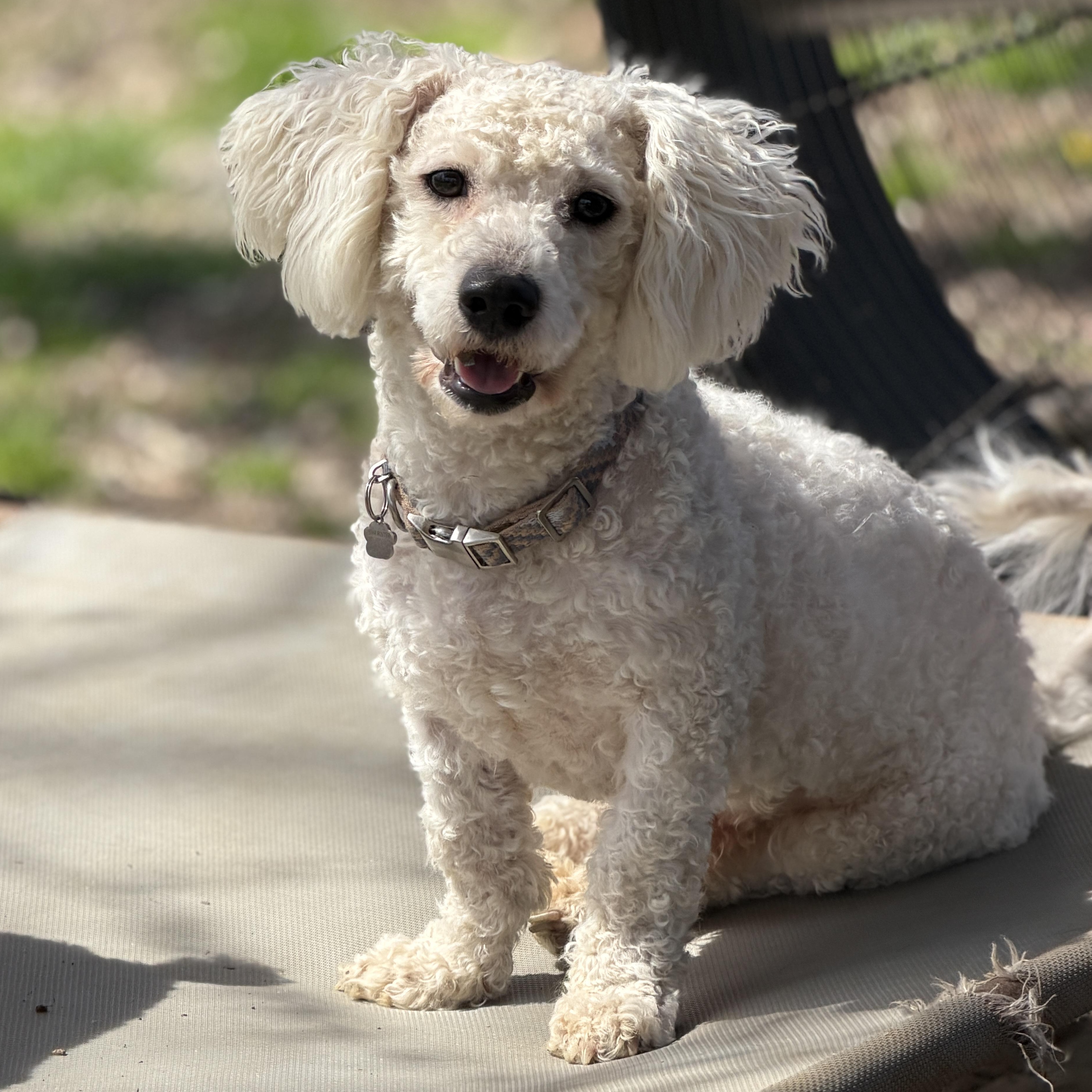 Enlarge Alfie, a ADOPTABLE mixed breed in Jeffersonville, IN image 1/6