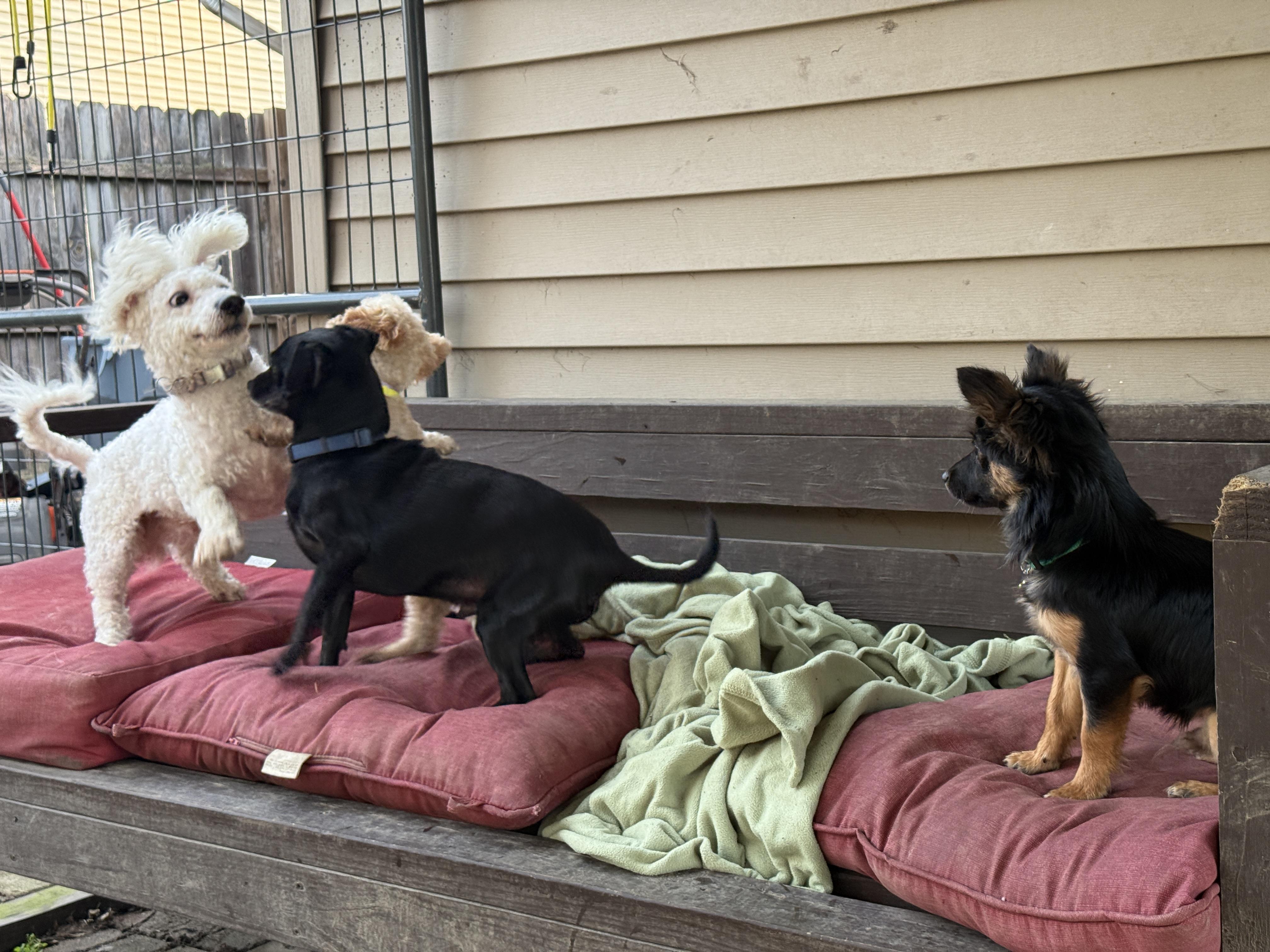 Enlarge Alfie, a ADOPTABLE mixed breed in Jeffersonville, IN image 4/6