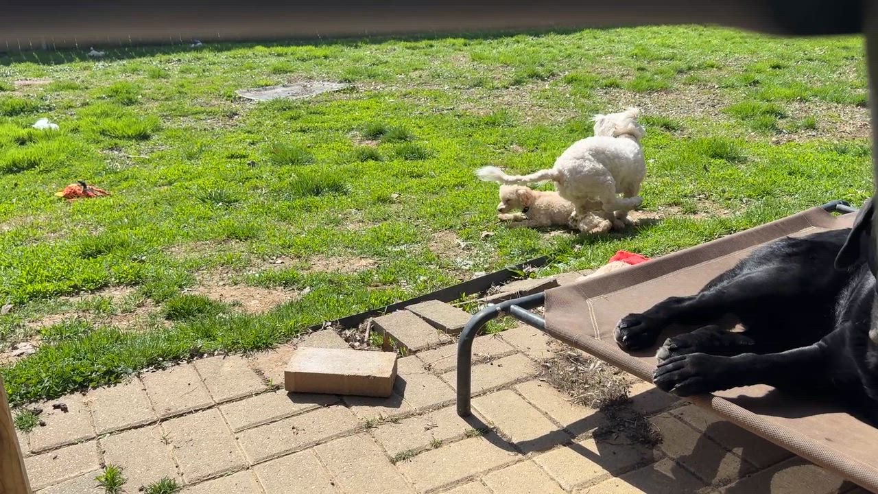 Enlarge Alfie, a ADOPTABLE mixed breed in Jeffersonville, IN video 6/6