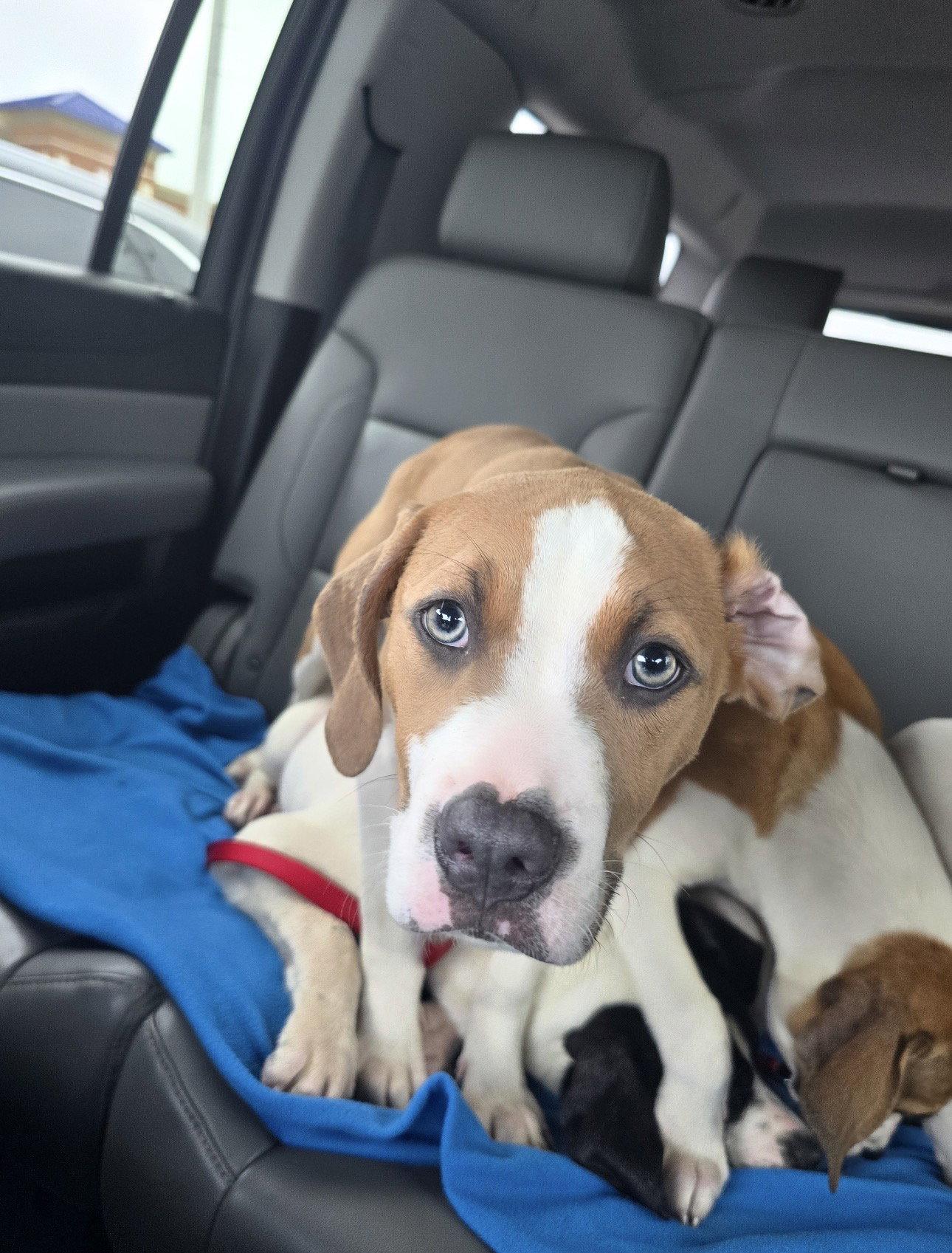 Scooby, Adopted, Young Male Hound & Labrador Retriever.