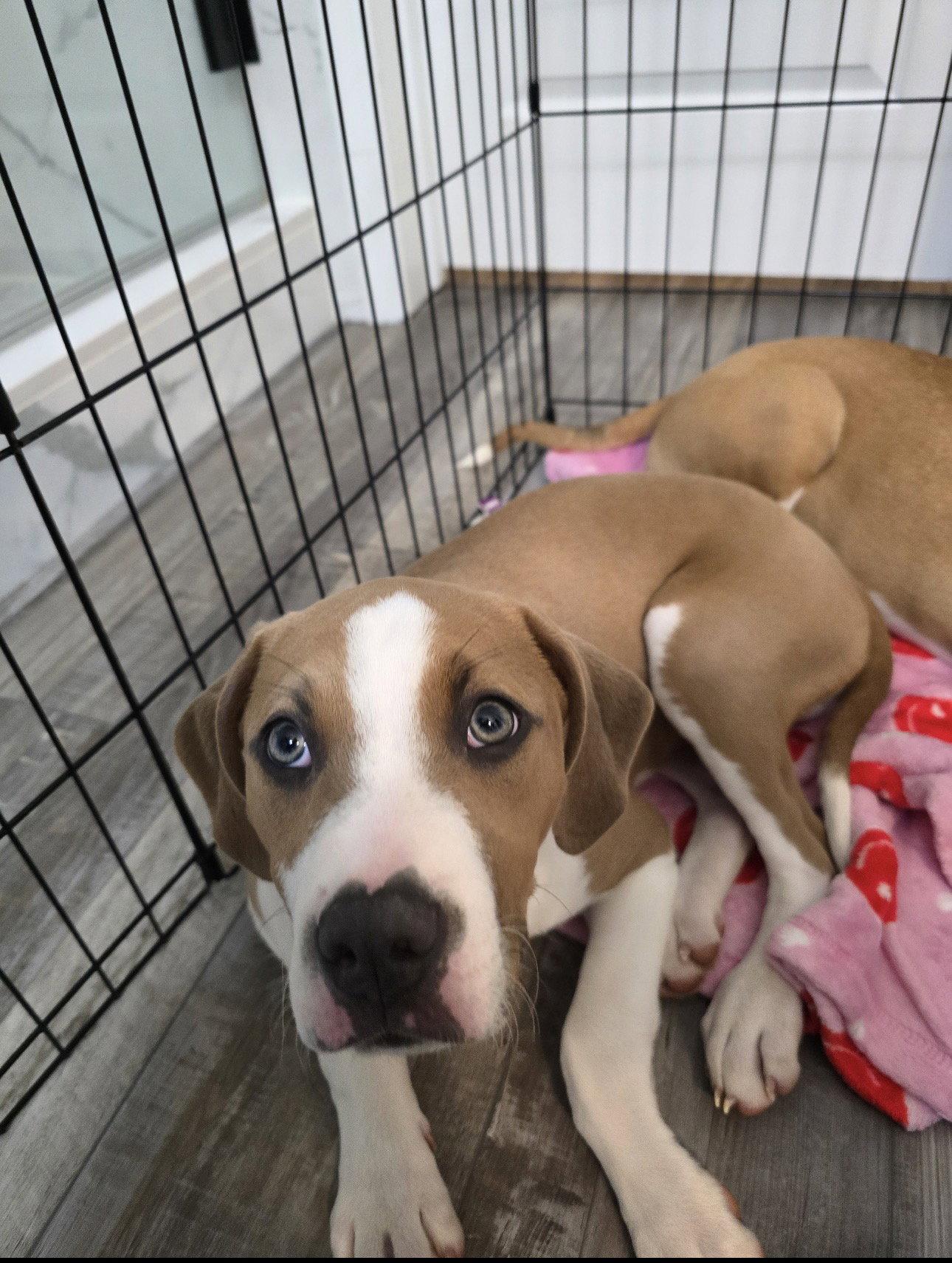 Scooby, a Adopted mixed breed in Ball Ground, GA image 2/3