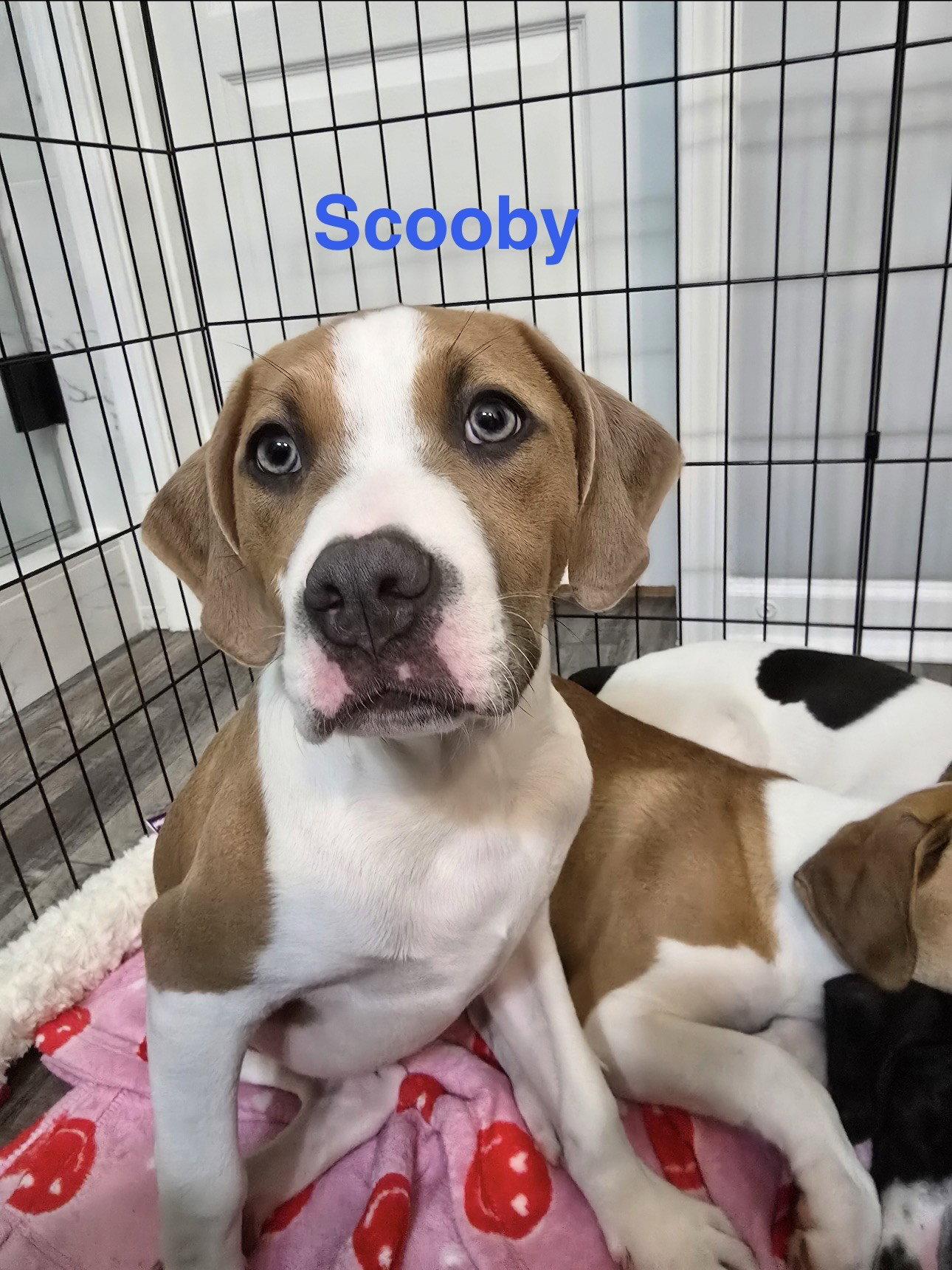 Scooby, a Adopted mixed breed in Ball Ground, GA image 3/3