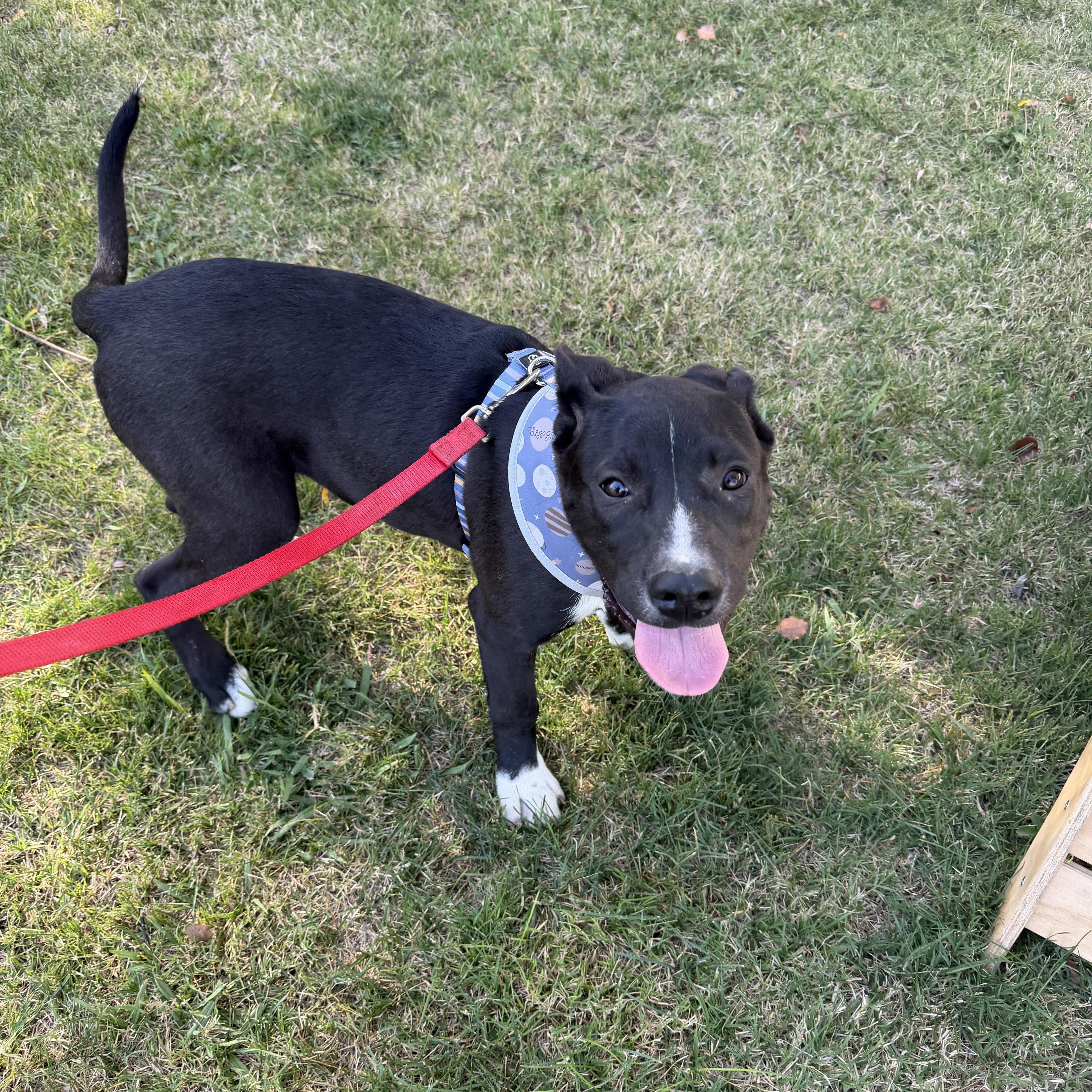 Enlarge Princess Peach, a Adoptable mixed breed in stockton, CA image 4/6