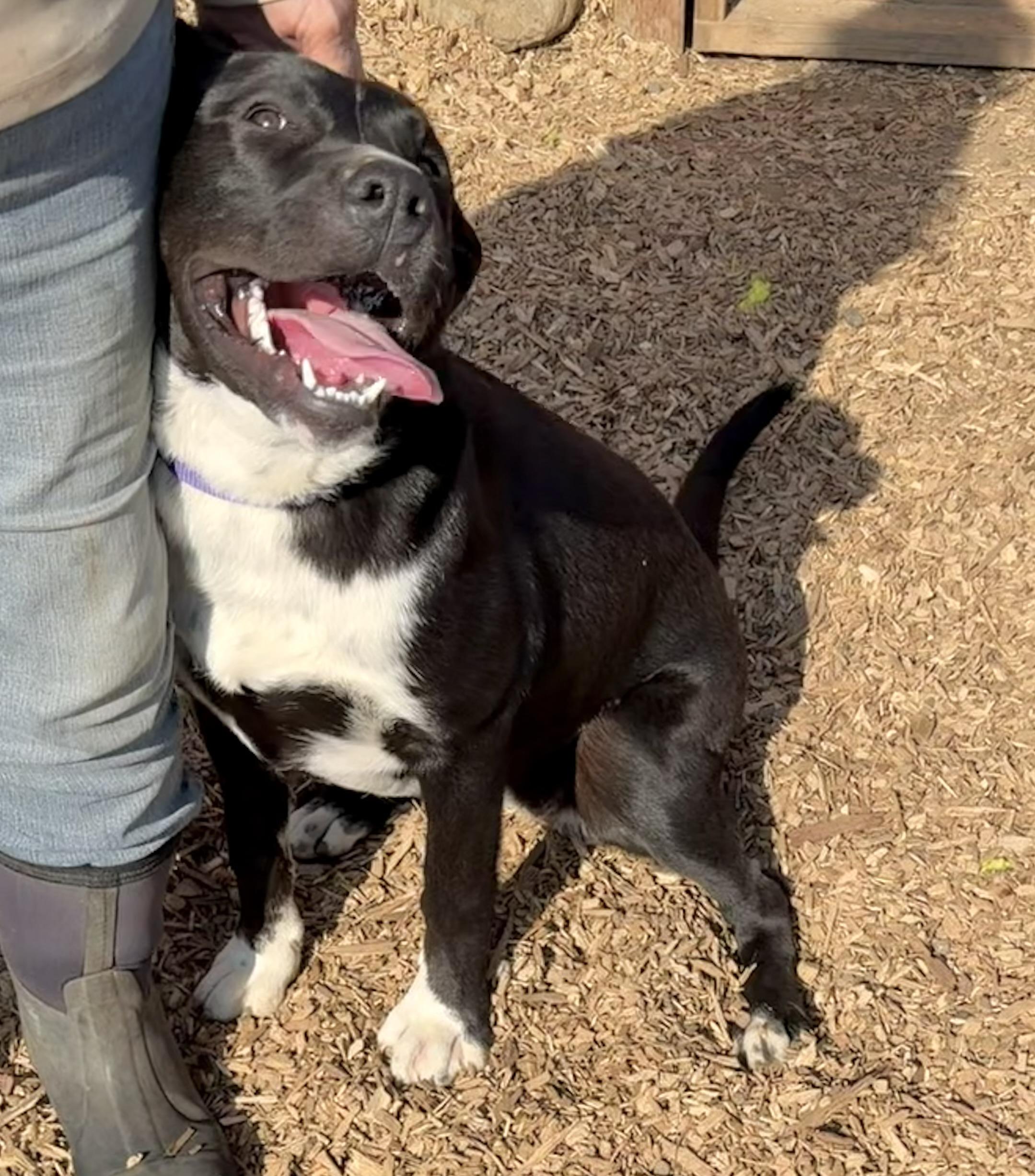 Princess Peach, Adoptable, Young Female Pit Bull Terrier & German Shepherd Dog.