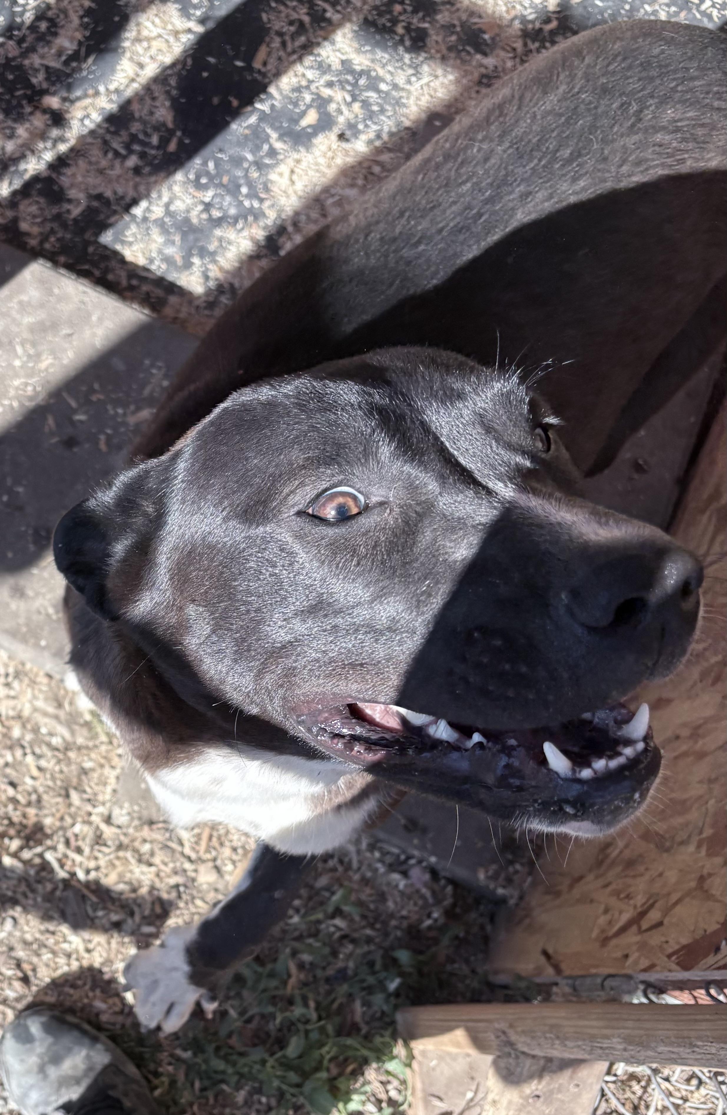 Peach, a Adoptable mixed breed in Dublin, CA image 1/5