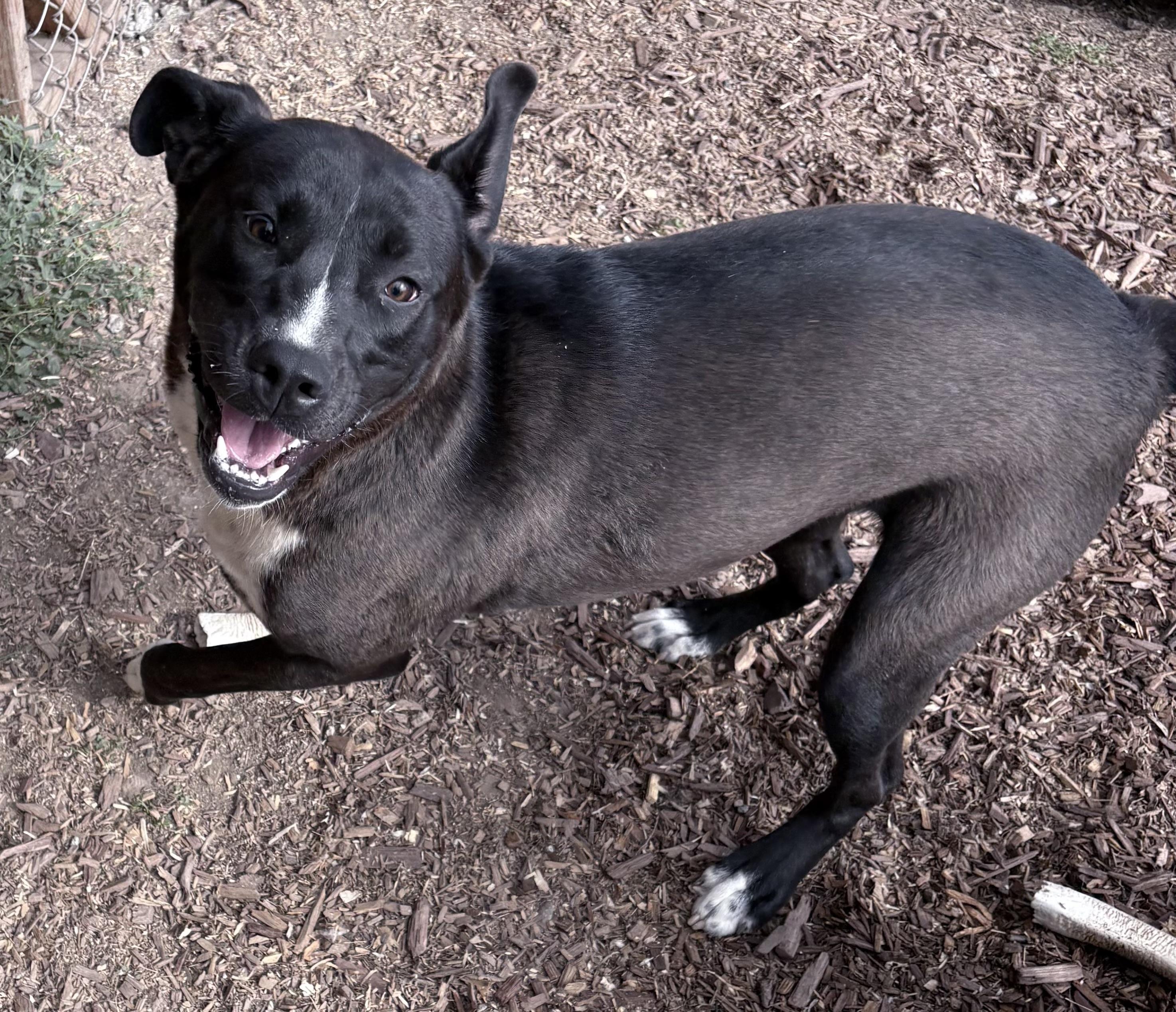 Peach, a Adoptable mixed breed in Dublin, CA image 2/5