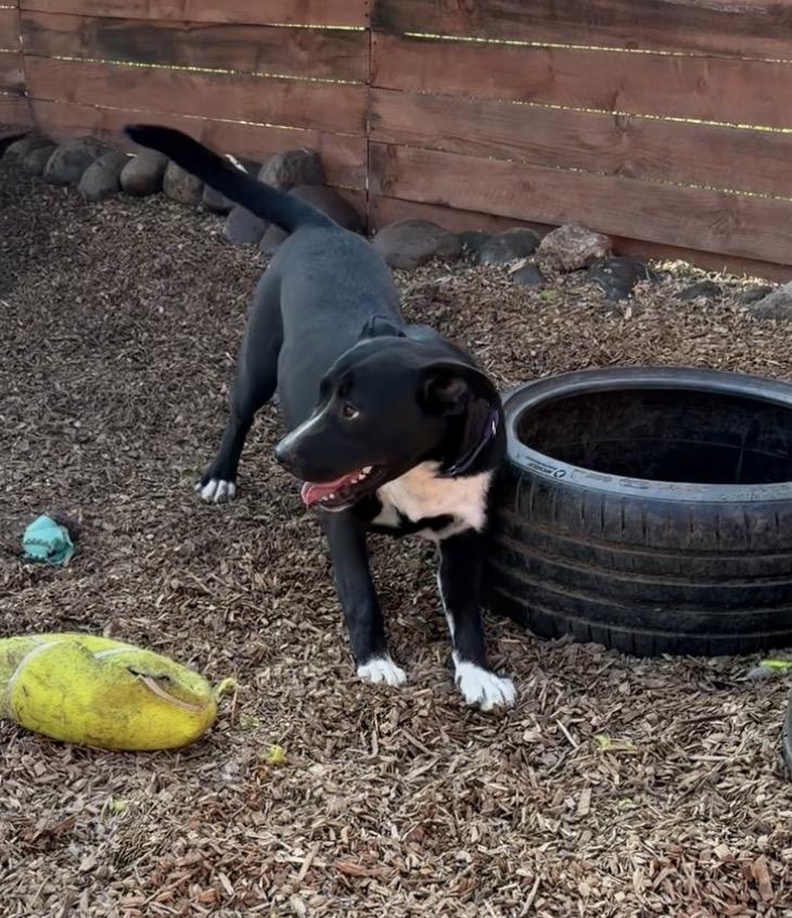 Enlarge Princess Peach, a Adoptable mixed breed in stockton, CA image 2/6