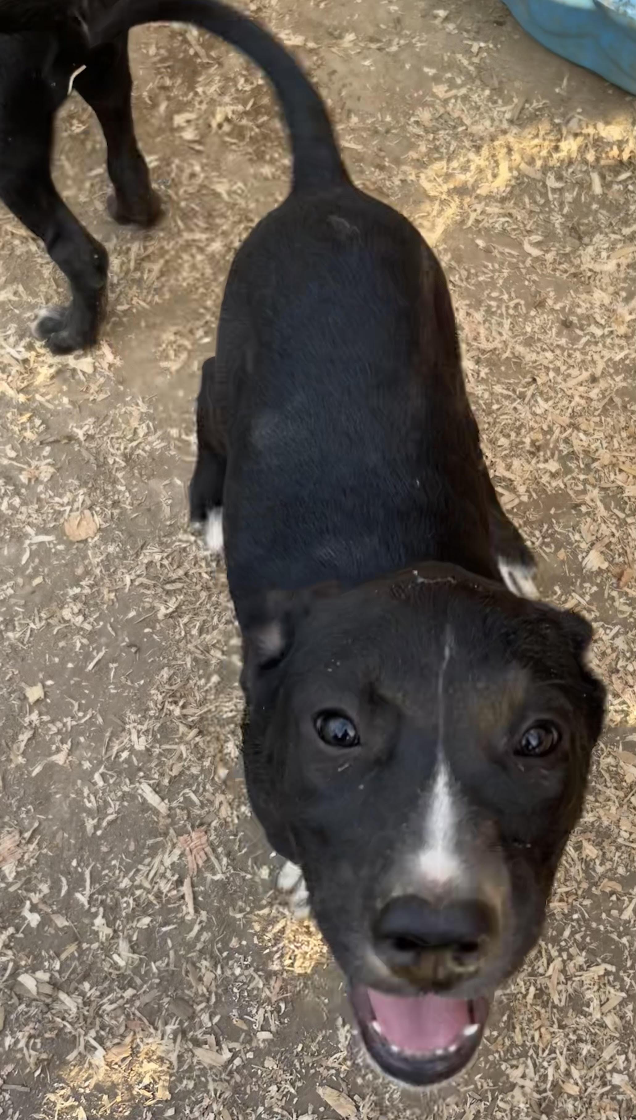 Enlarge Princess Peach, a Adoptable mixed breed in stockton, CA image 5/6