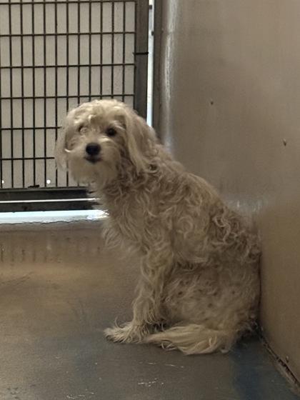 Tarkin, Adopted, Adult Male Maltese & Poodle.