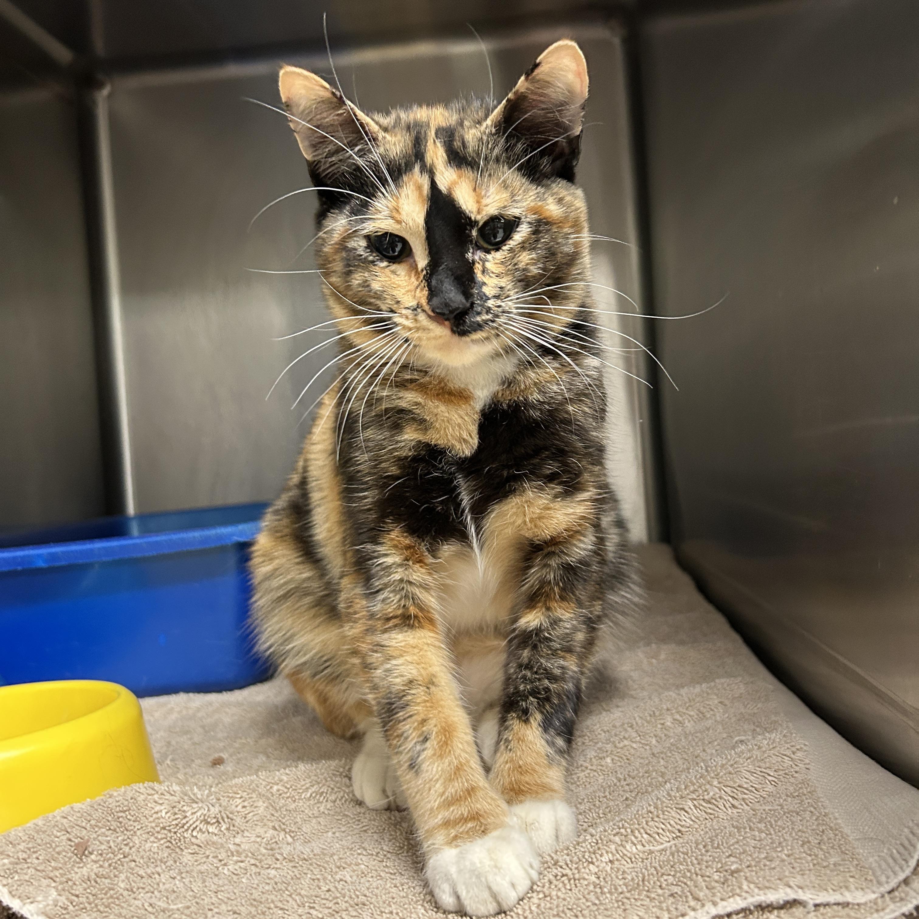 Enlarge Laurel , an adopted Calico in La Grange Park, IL image 6/6