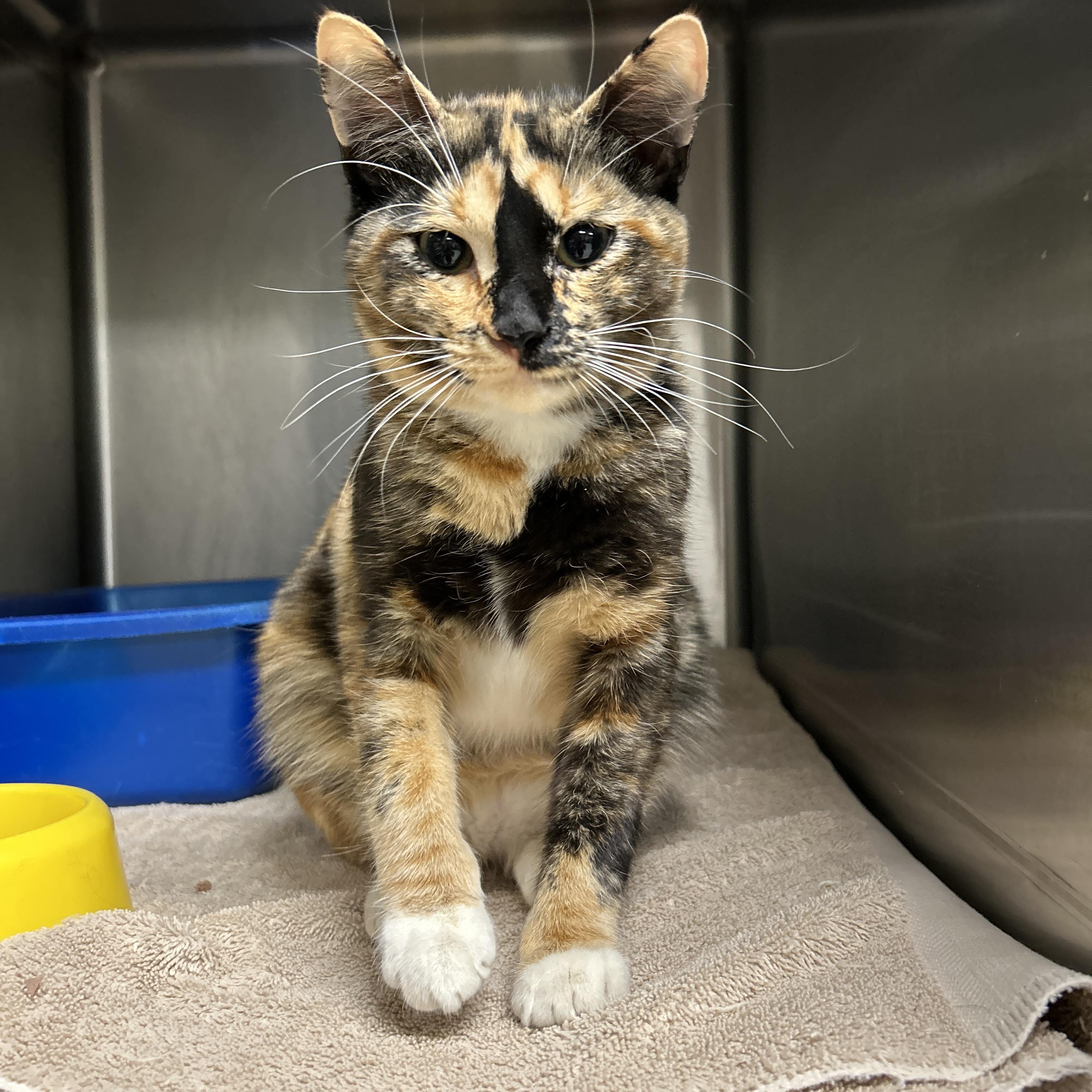 Enlarge Laurel , an adopted Calico in La Grange Park, IL image 3/6