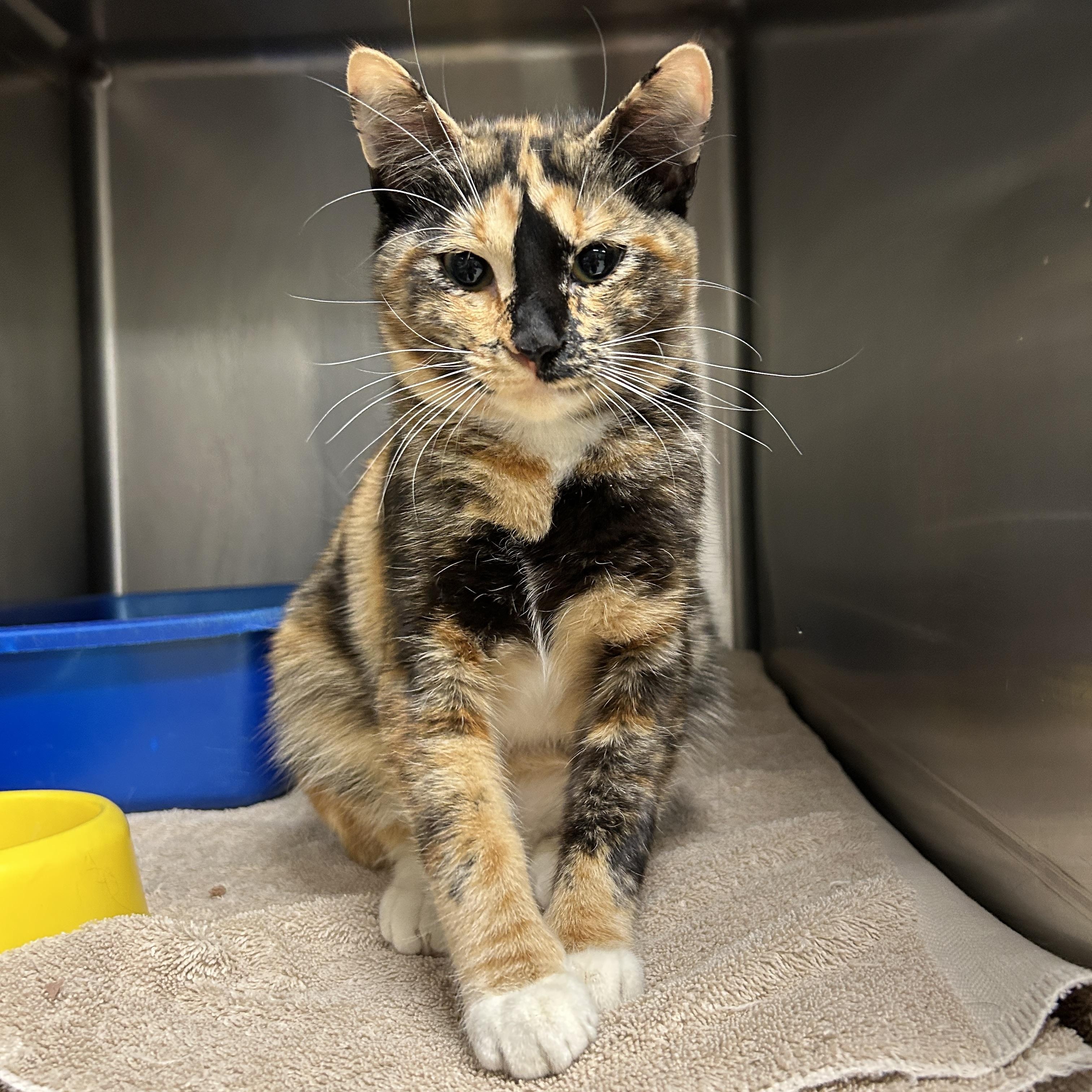 Enlarge Laurel , an adopted Calico in La Grange Park, IL image 2/6