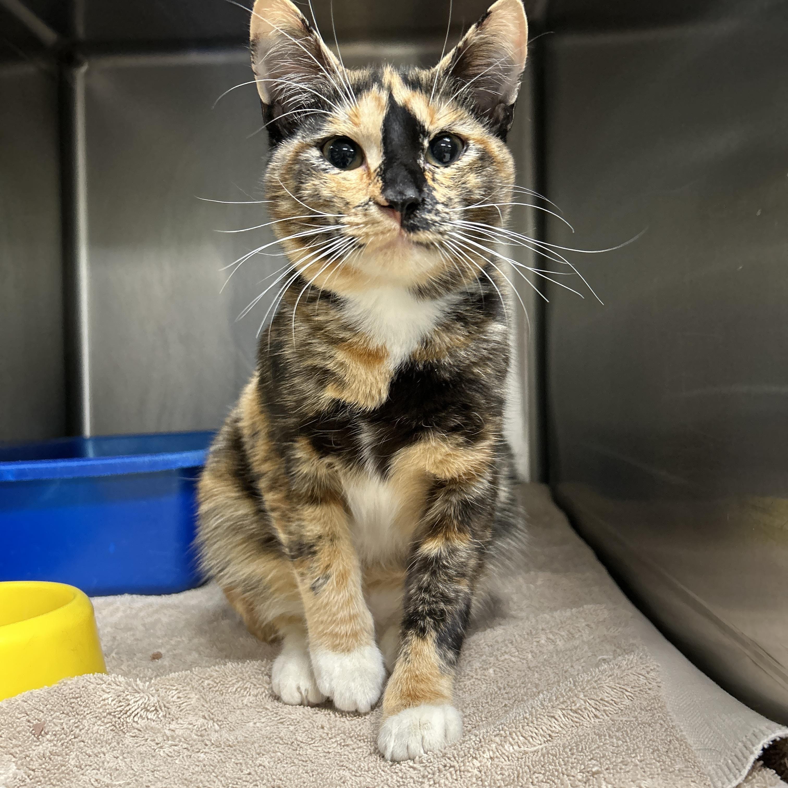 Enlarge Laurel , an adopted Calico in La Grange Park, IL image 4/6