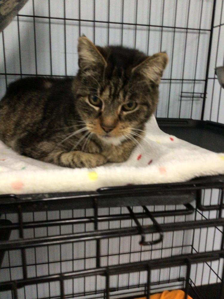 Enlarge Spooks, a Adoptable Domestic Short Hair in Logansport , IN image 1/1