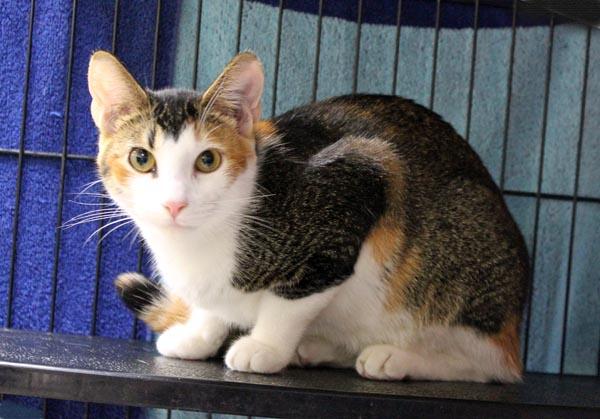 Enlarge Peanut, a Adopted Domestic Short Hair in Mansfield, MA image 1/2