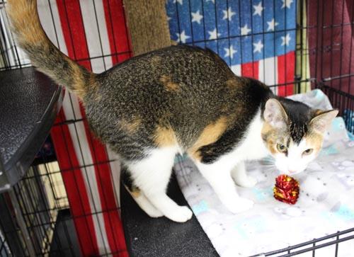 Enlarge Peanut, a Adopted Domestic Short Hair in Mansfield, MA image 2/2