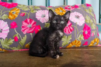 Enlarge Helen, a Adoptable mixed breed in San Antonio, TX image 1/3