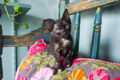 Enlarge Helen, a Adoptable mixed breed in San Antonio, TX image 3/3