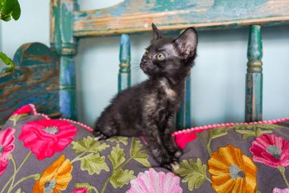 Enlarge Helen, a Adoptable mixed breed in San Antonio, TX image 2/3