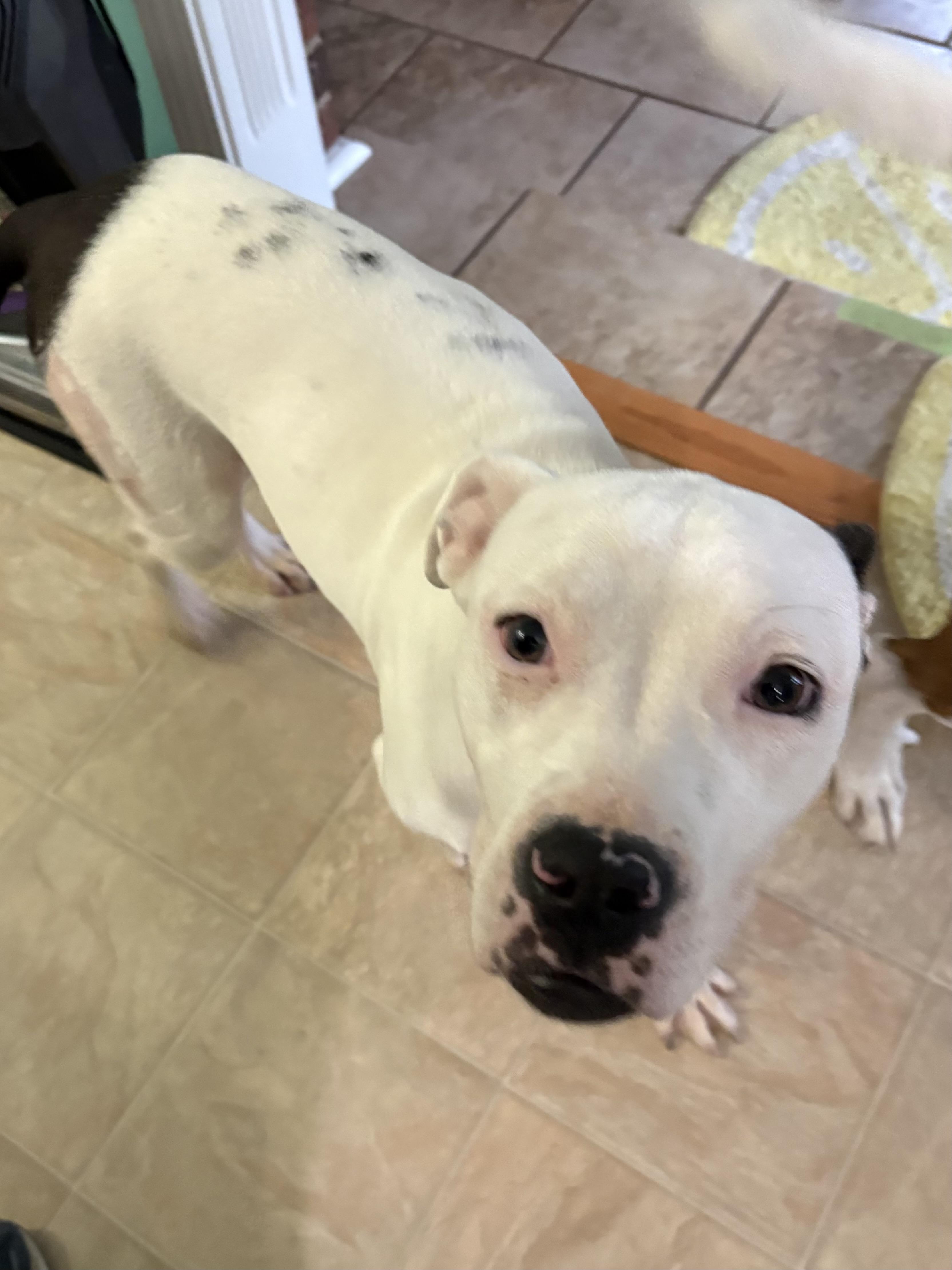 Enlarge Chrissy, a Adoptable mixed breed in Prospect, KY image 2/4