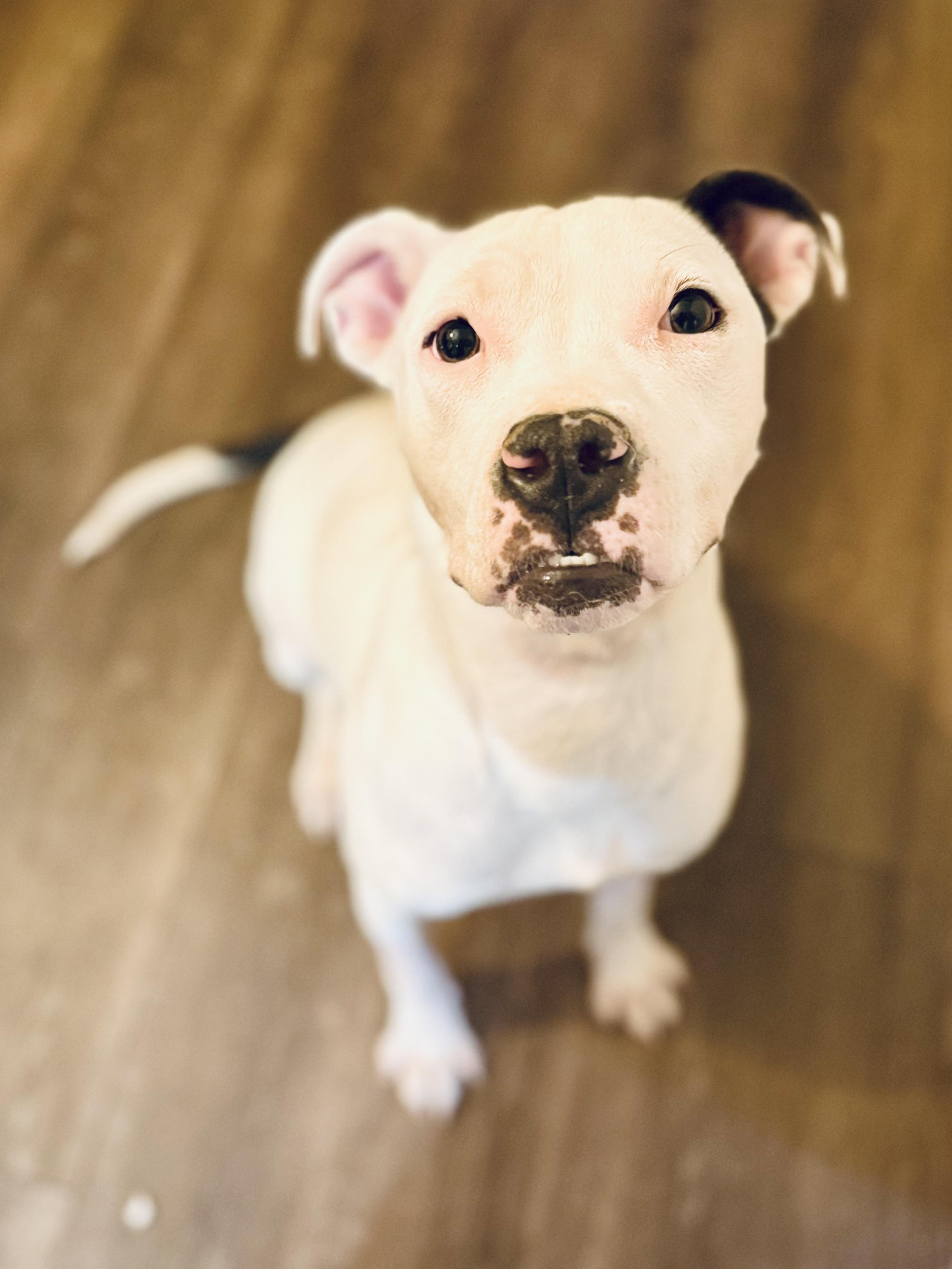 Enlarge Chrissy, a Adoptable mixed breed in Prospect, KY image 3/4