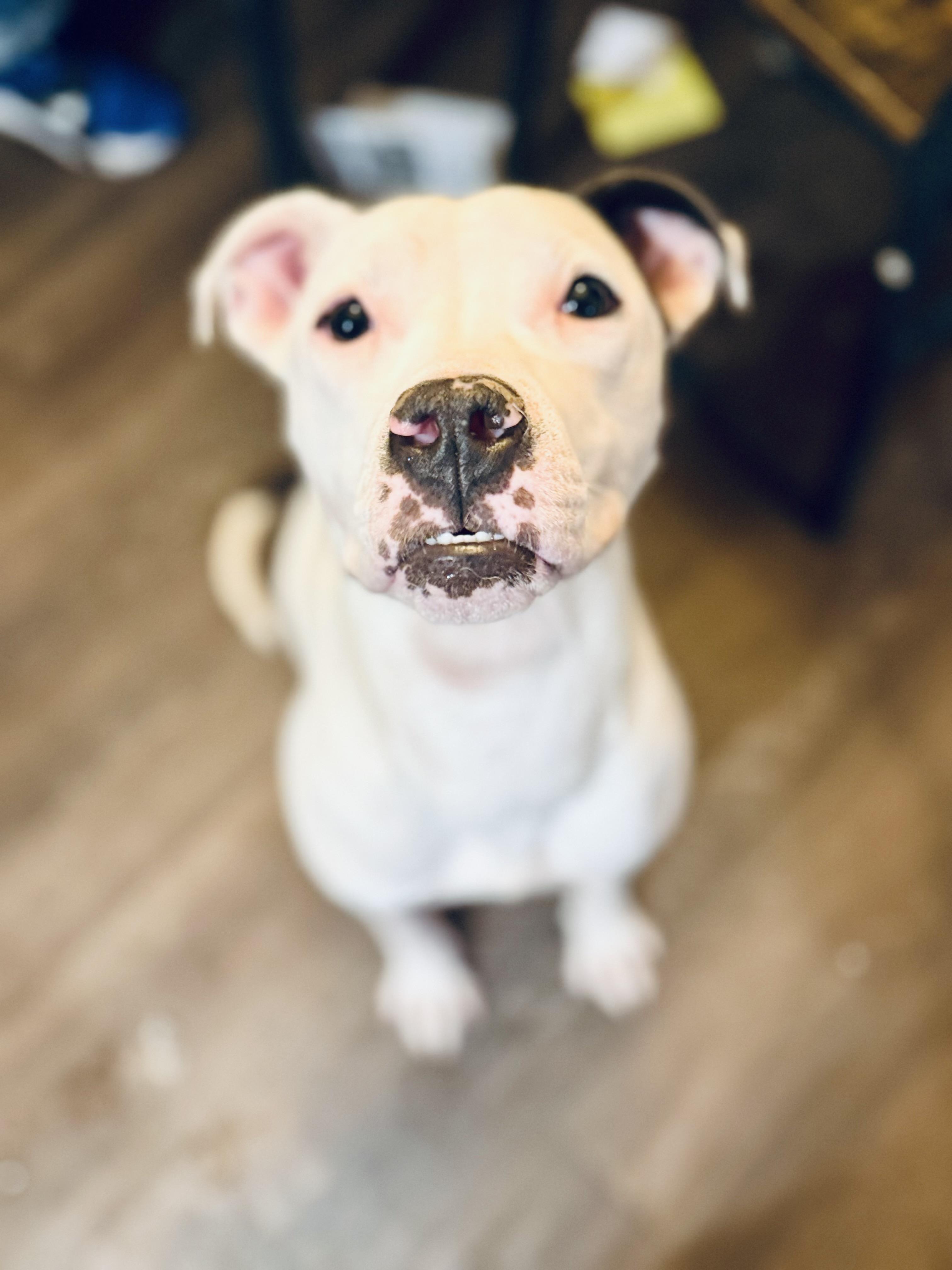 Enlarge Chrissy, a Adoptable mixed breed in Prospect, KY image 4/4