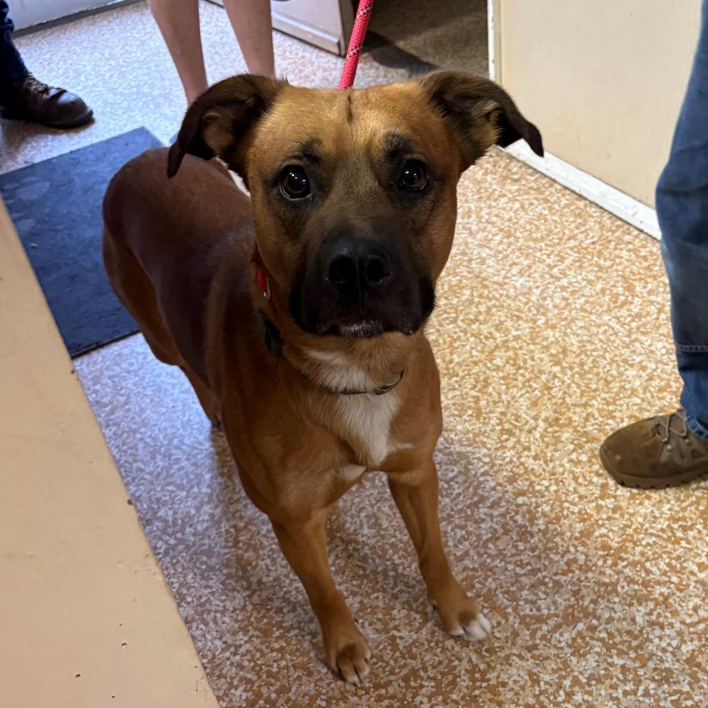 Zeus, Adoptable, Adult Male Yellow Labrador Retriever & Rottweiler.