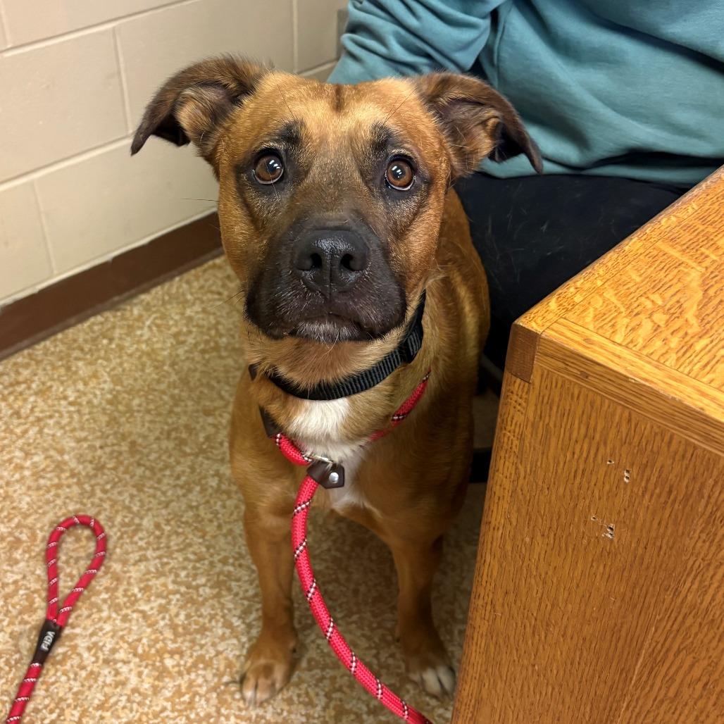 Enlarge Zeus, a Adoptable mixed breed in Chehalis, WA image 2/2