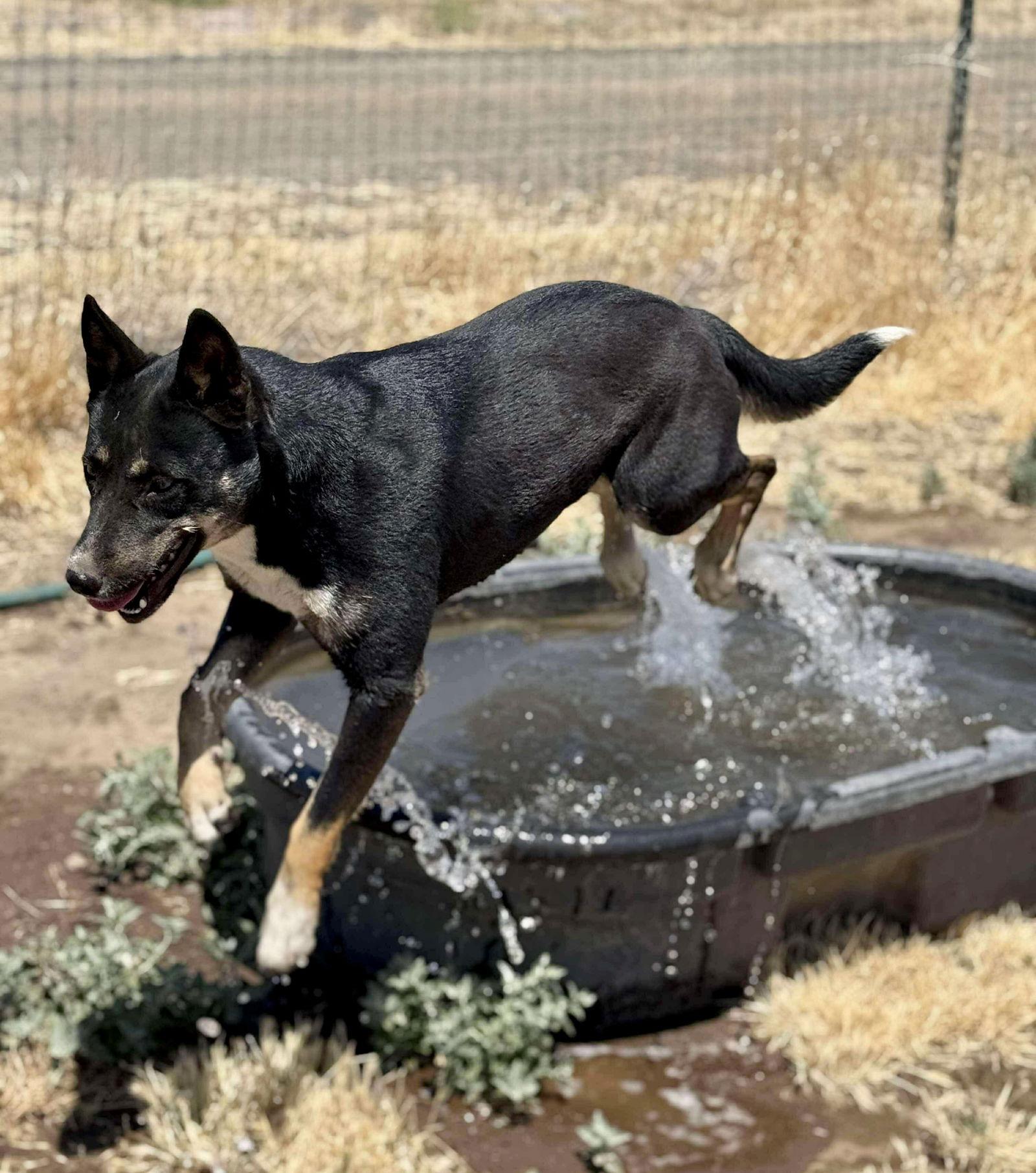 Enlarge Cocoa, a Adoptable mixed breed in Yreka, CA image 1/3