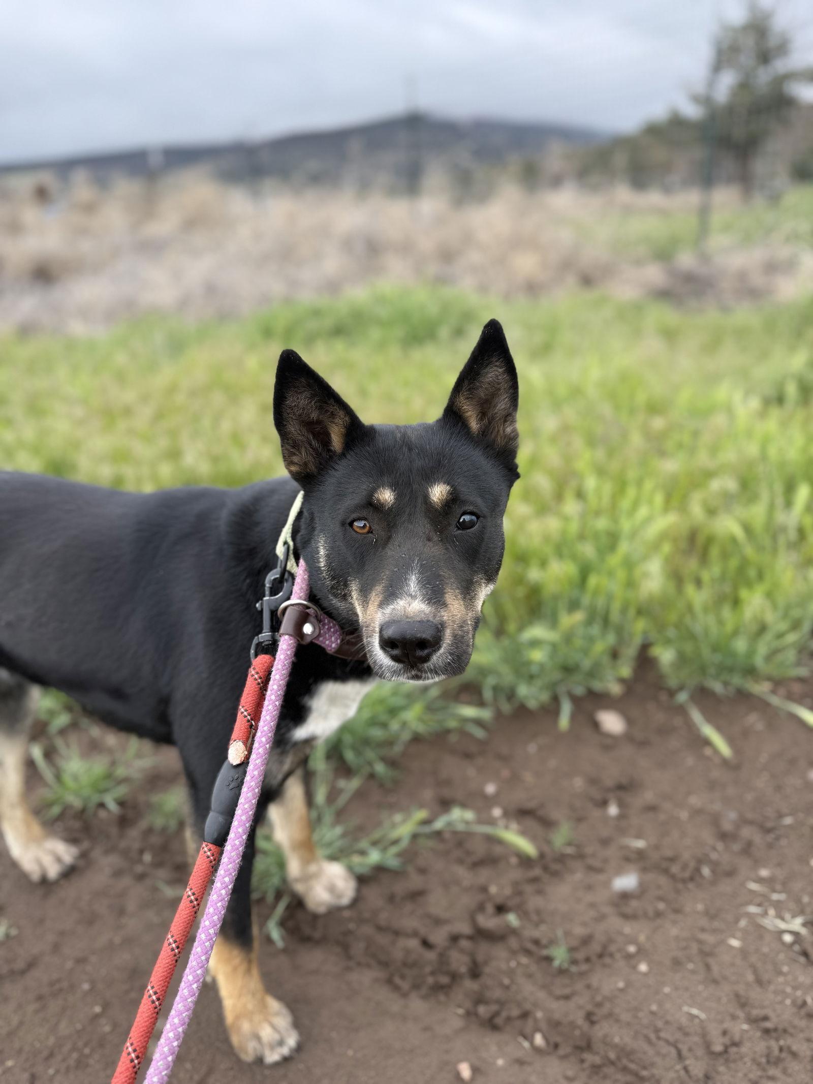 Enlarge Cocoa, a Adoptable mixed breed in Yreka, CA image 2/3