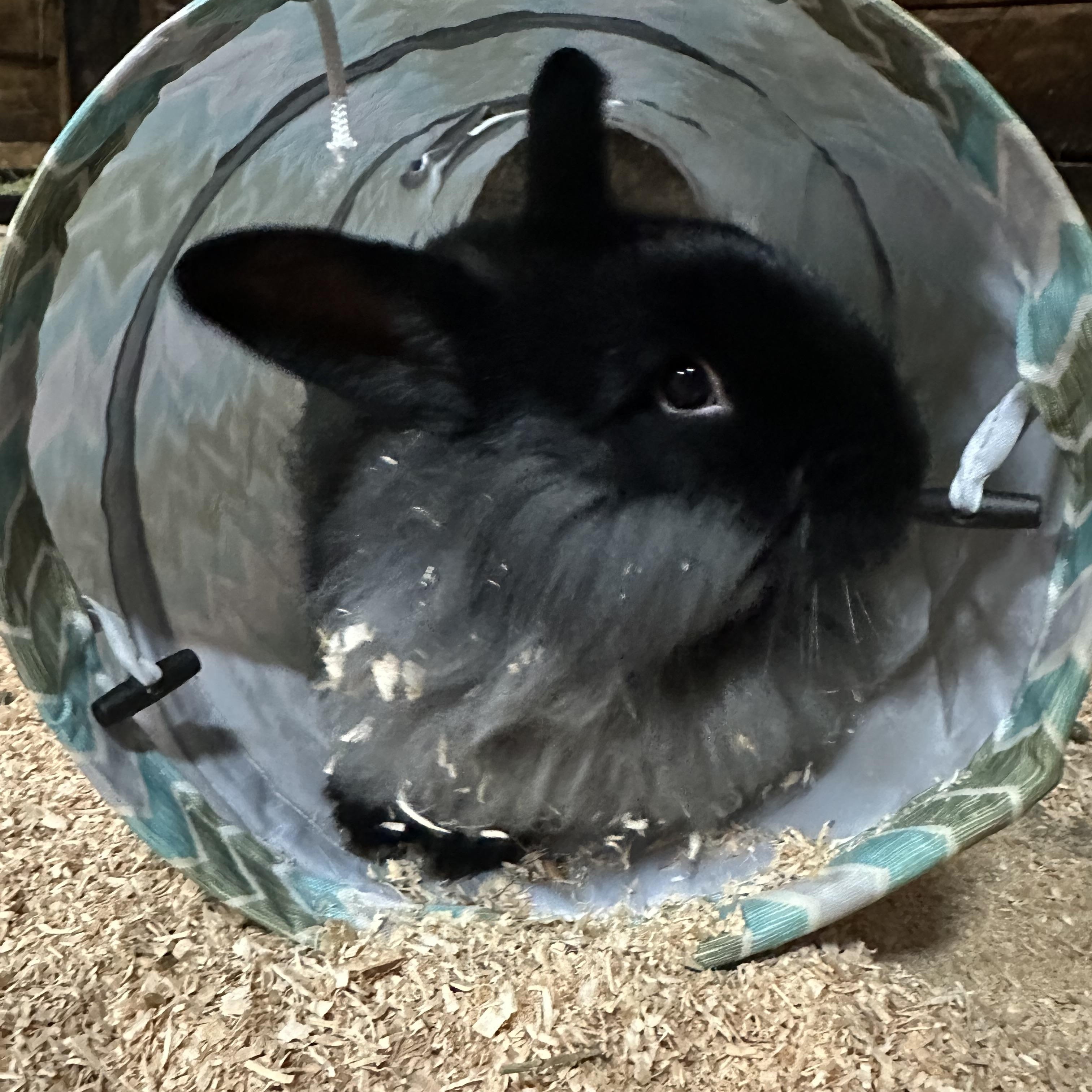 Skelly, a ADOPTABLE American in Gig Harbor, WA image 2/3