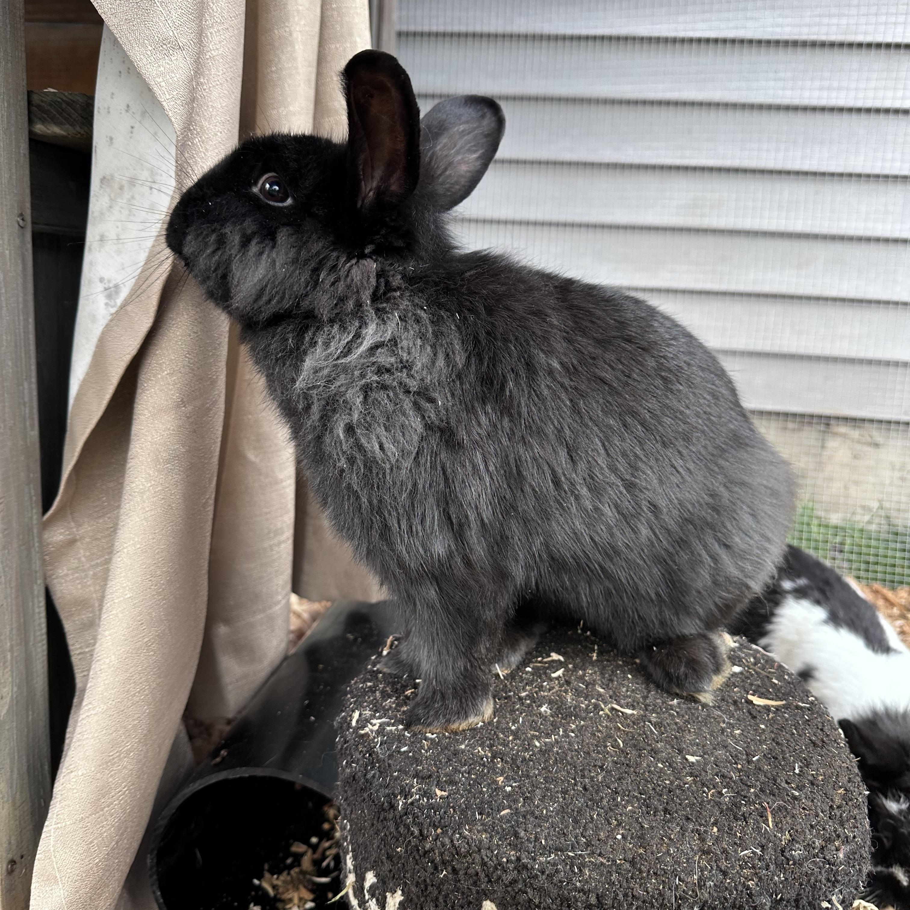 Skelly, a ADOPTABLE American in Gig Harbor, WA image 1/3