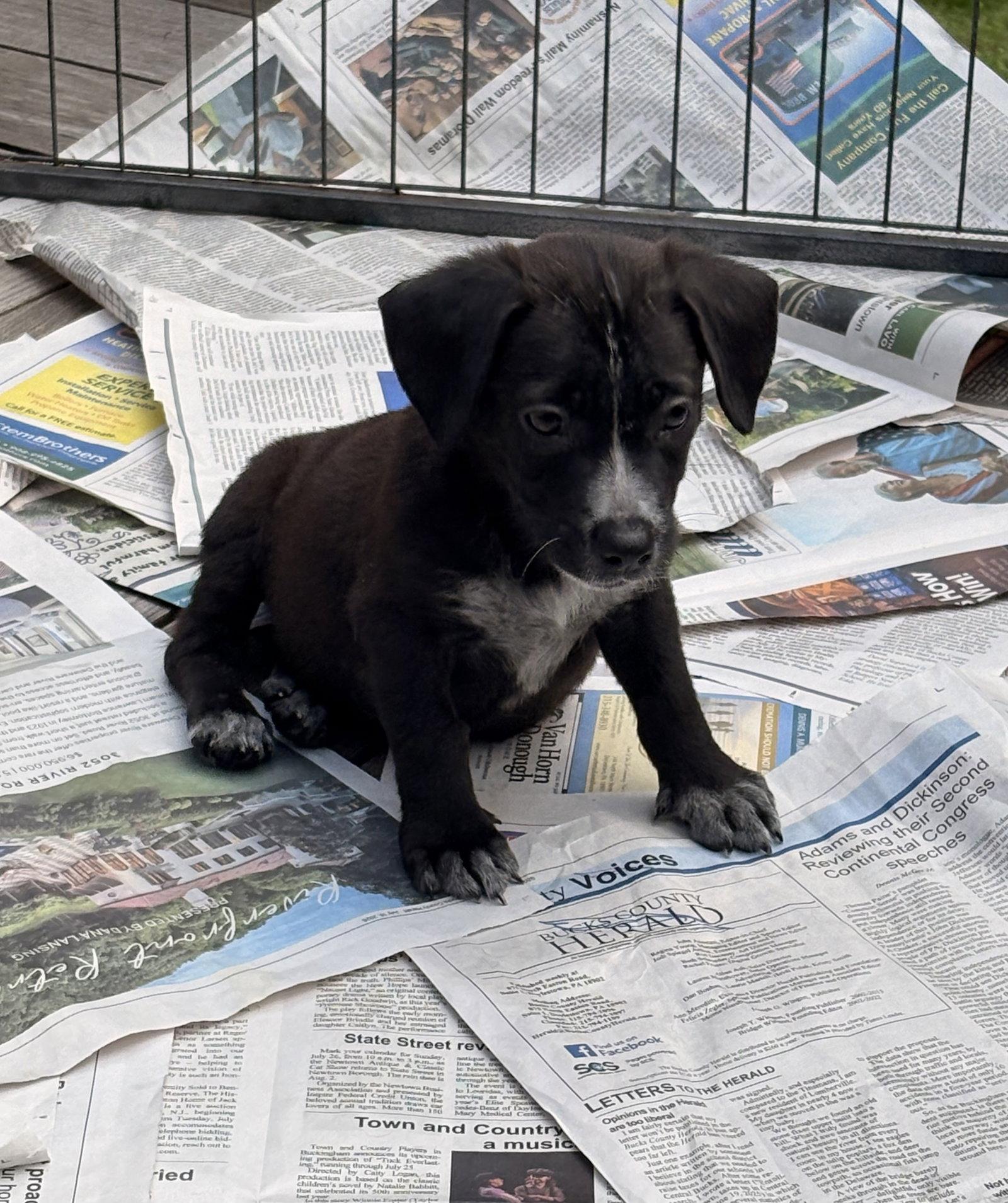 Enlarge Lylah, a Adoptable mixed breed in Tarrytown, GA image 2/3