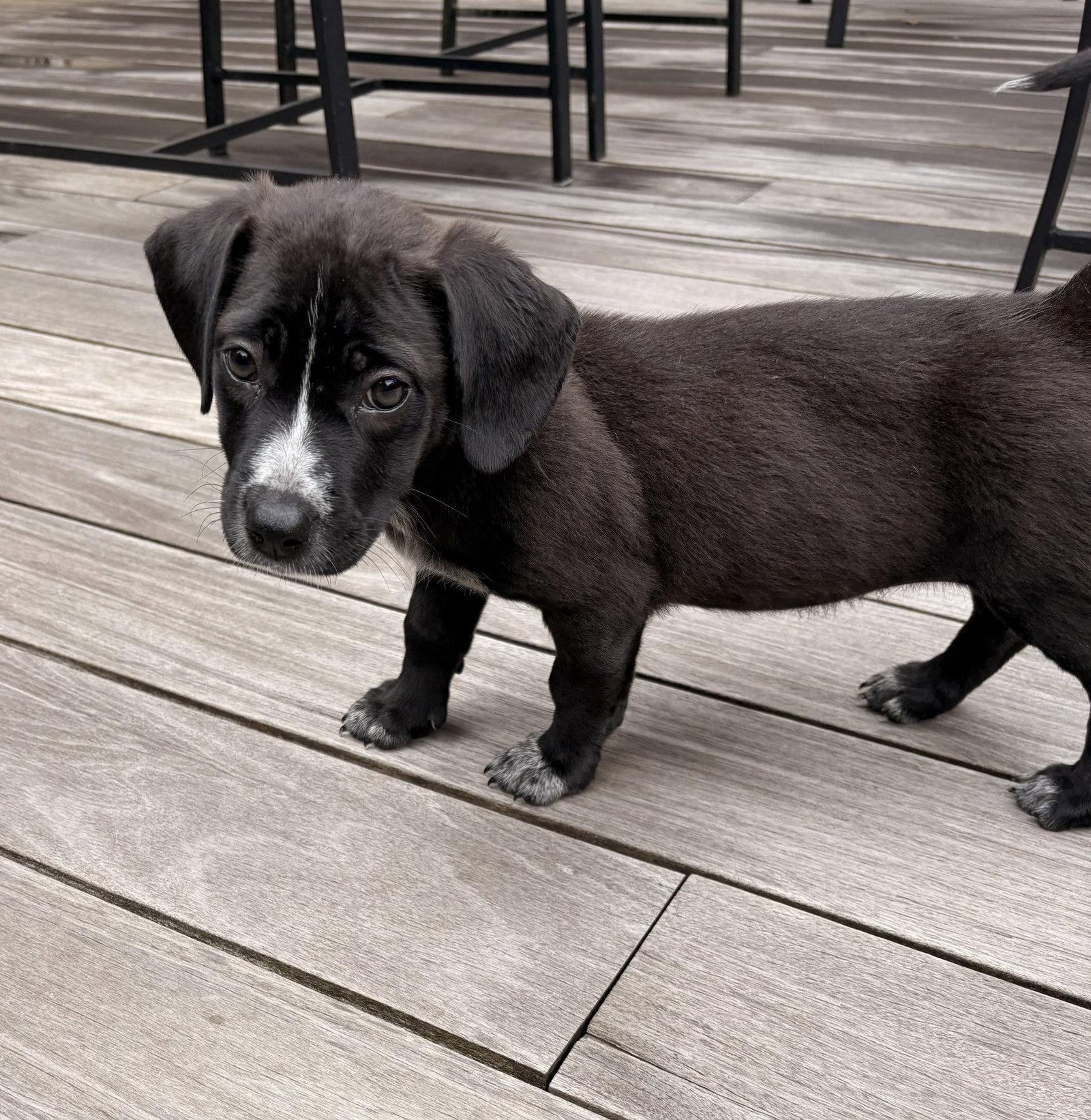Enlarge Lylah, a Adoptable mixed breed in Tarrytown, GA image 3/3
