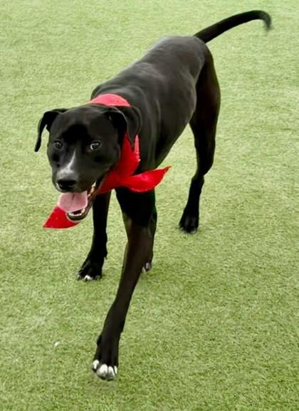 King Moe, a Adoptable mixed breed in Fort Worth, TX image 1/5