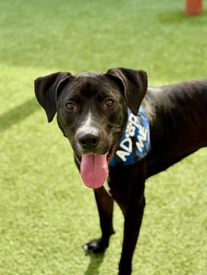 King Moe, a Adoptable mixed breed in Fort Worth, TX image 1/3