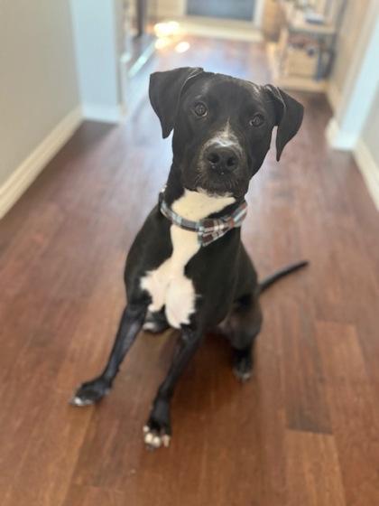 King Moe, a Adoptable mixed breed in Fort Worth, TX image 2/3