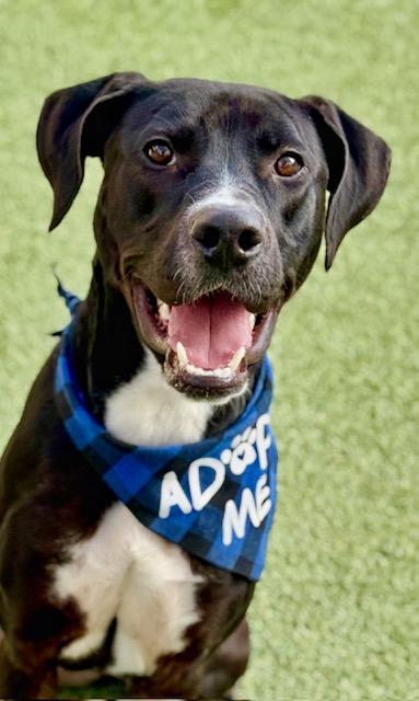 King Moe, a Adoptable mixed breed in Fort Worth, TX image 2/5