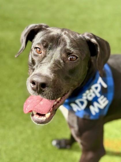 Enlarge King Moe, a Adoptable mixed breed in Fort Worth, TX image 1/3