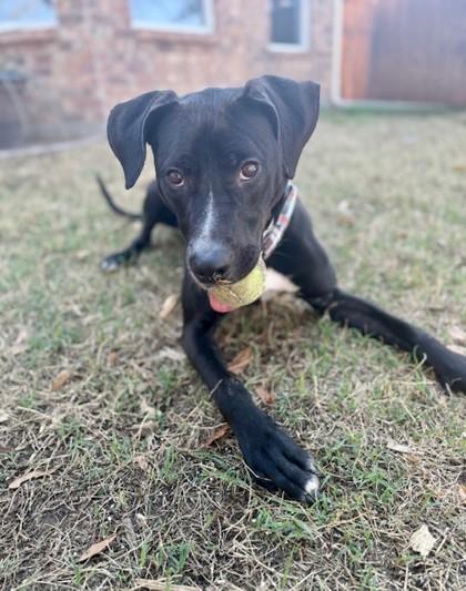 Enlarge King Moe, a Adoptable mixed breed in Fort Worth, TX image 3/3