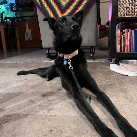 Enlarge Monica, a Adoptable mixed breed in Burbank, CA image 1/5