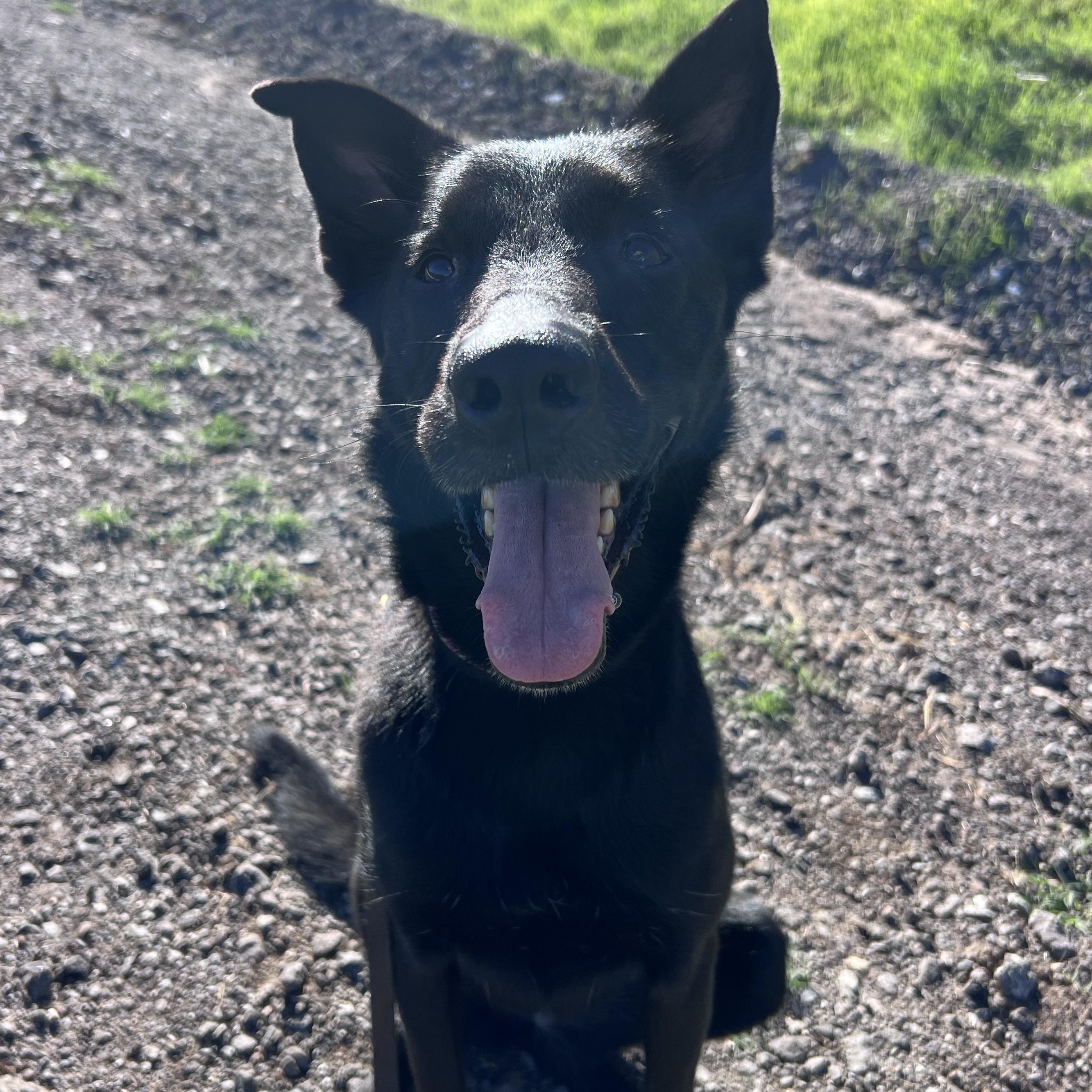 Enlarge Monica, a Adoptable mixed breed in Burbank, CA image 3/5