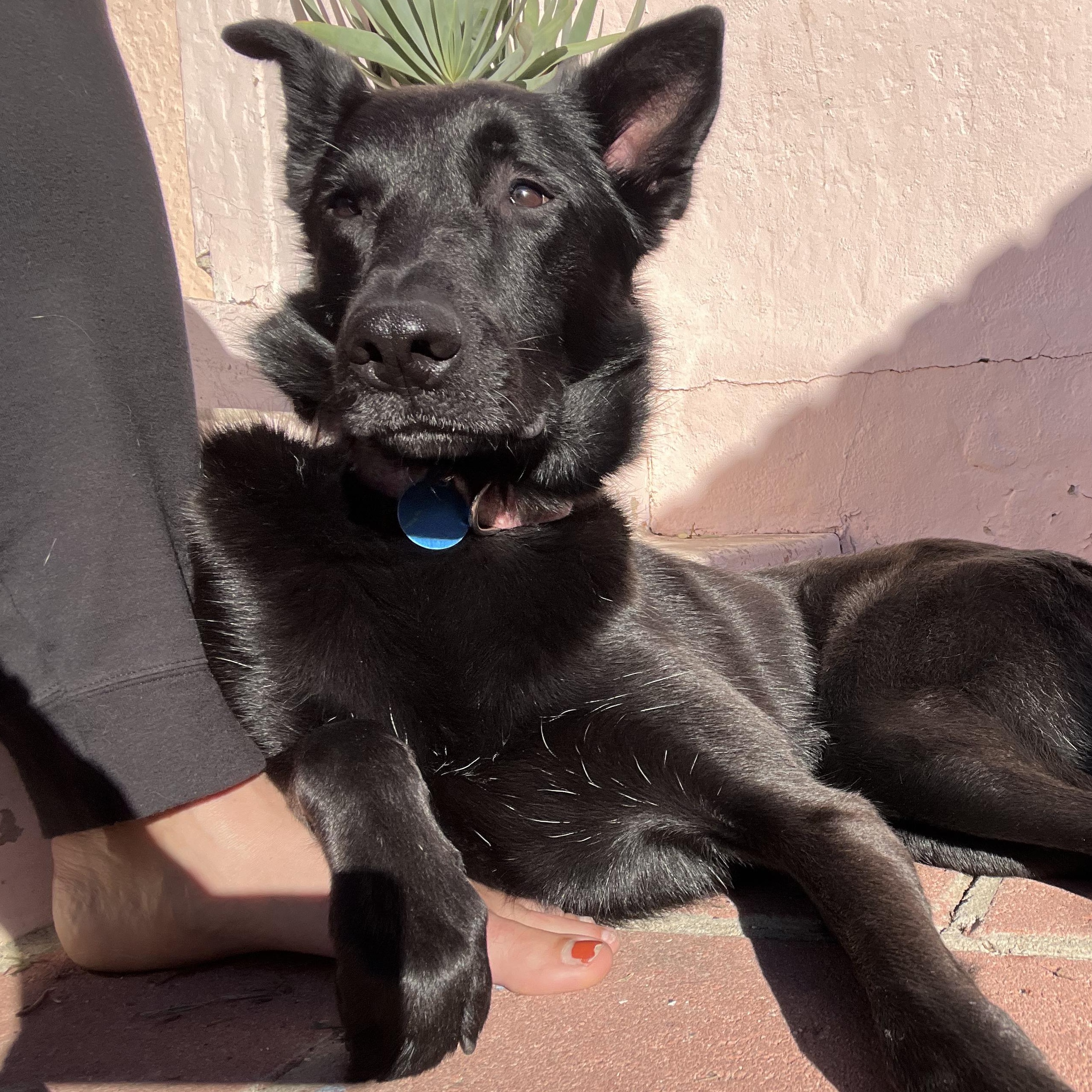 Enlarge Monica, a Adoptable mixed breed in Burbank, CA image 2/6