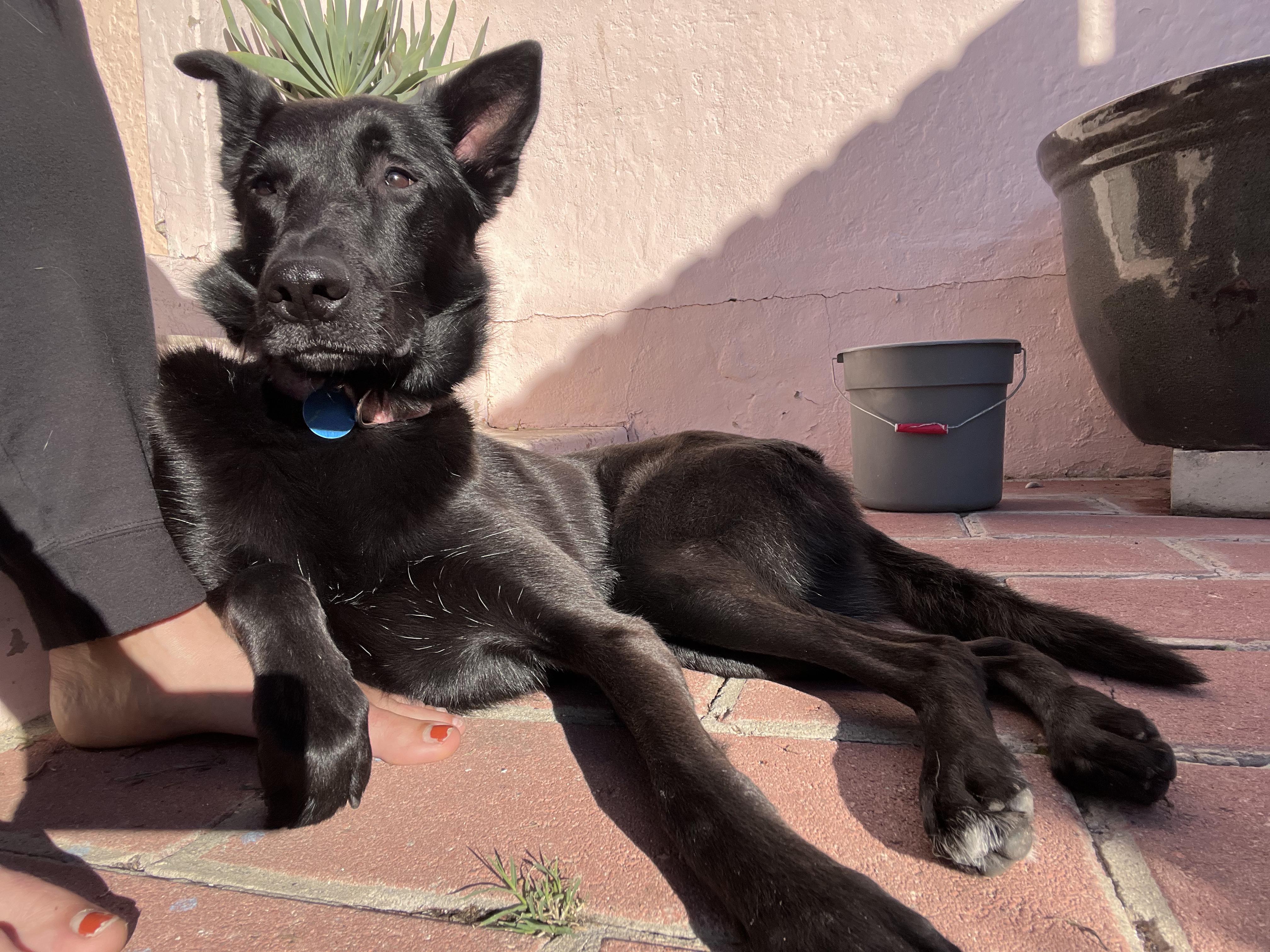 Monica, a Adoptable mixed breed in Burbank, CA image 4/6