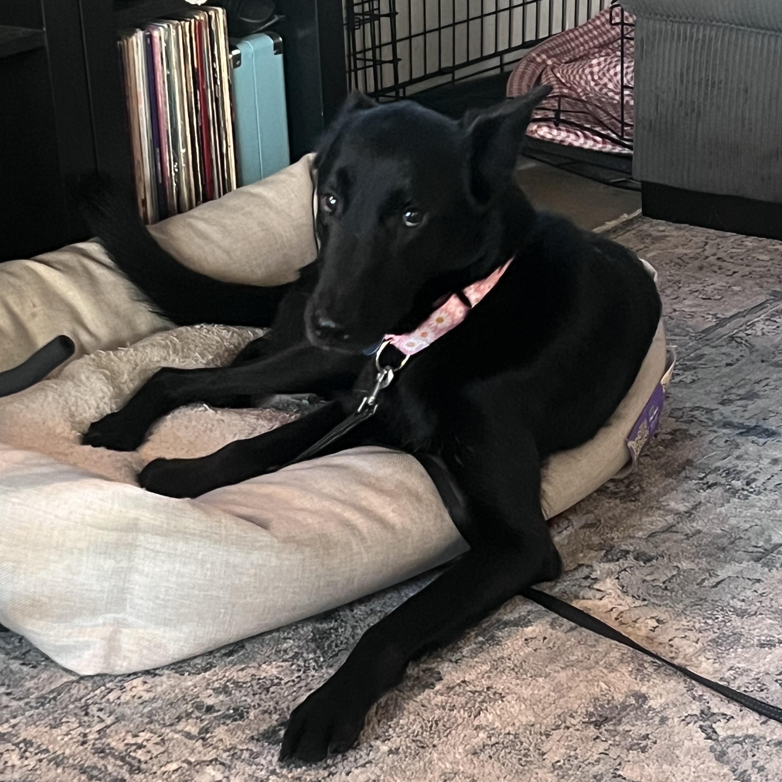 Monica, Adoptable, Adult Female Shepherd & Greyhound.