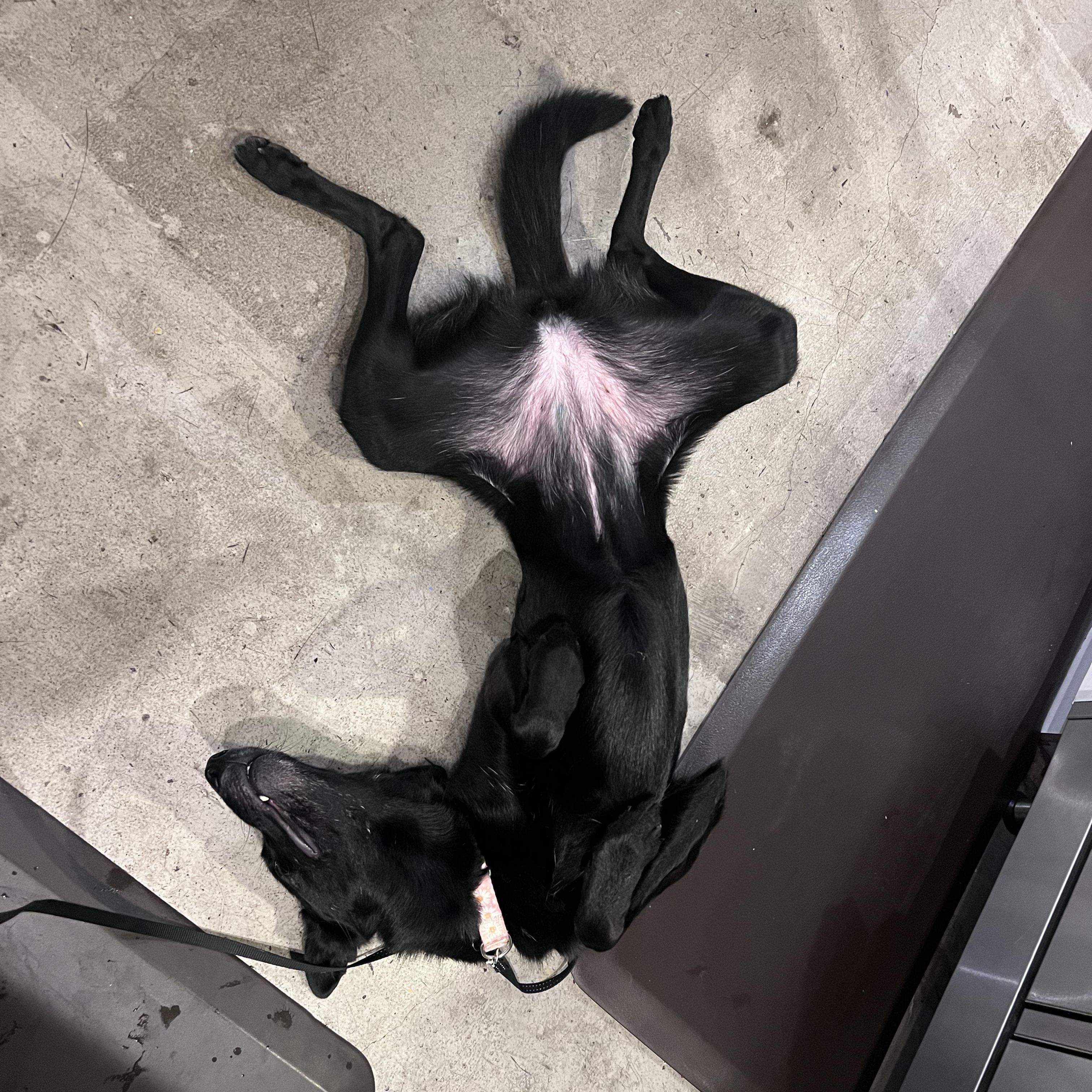 Enlarge Monica, a Adoptable mixed breed in Burbank, CA image 4/5