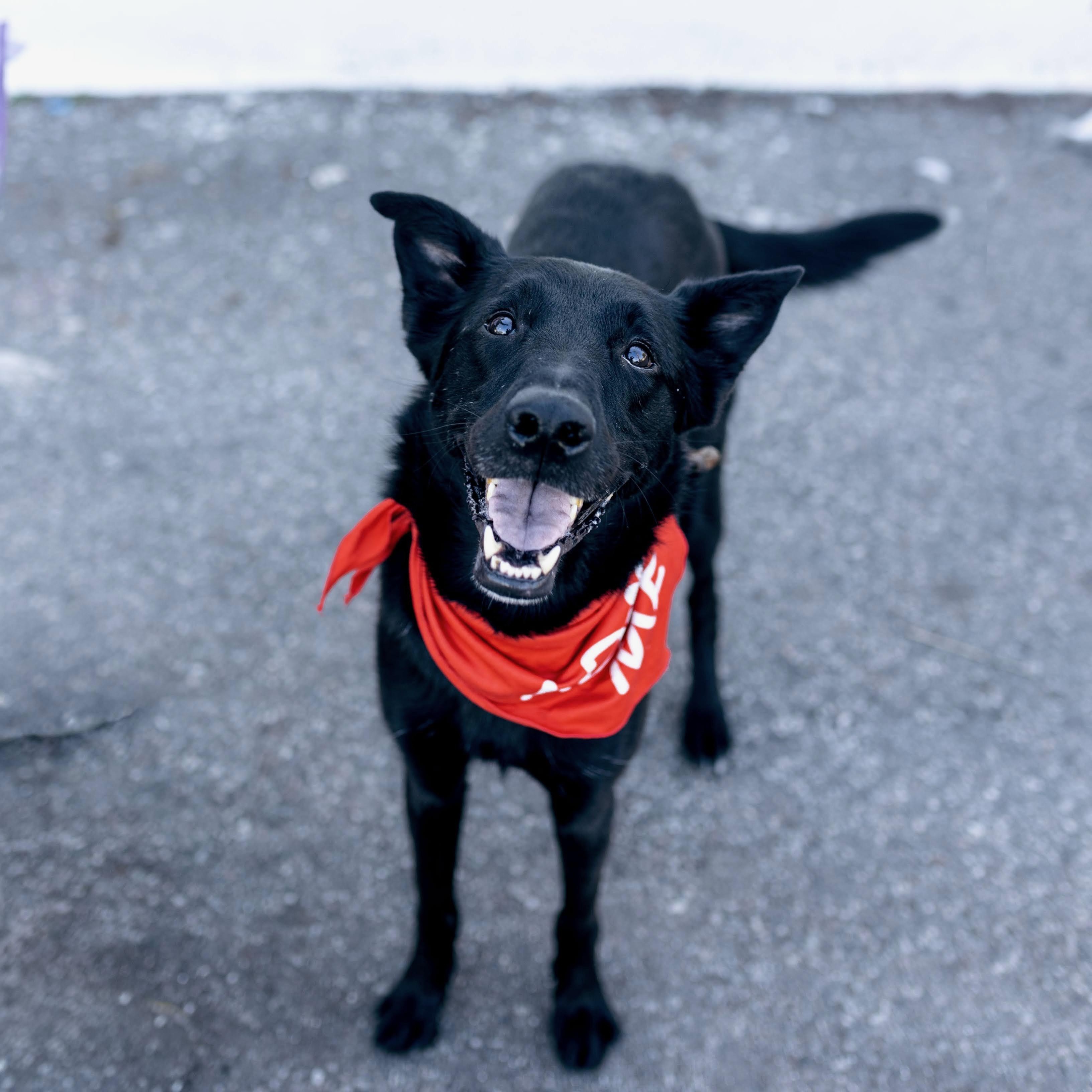 Monica, a Adoptable mixed breed in Burbank, CA image 1/6