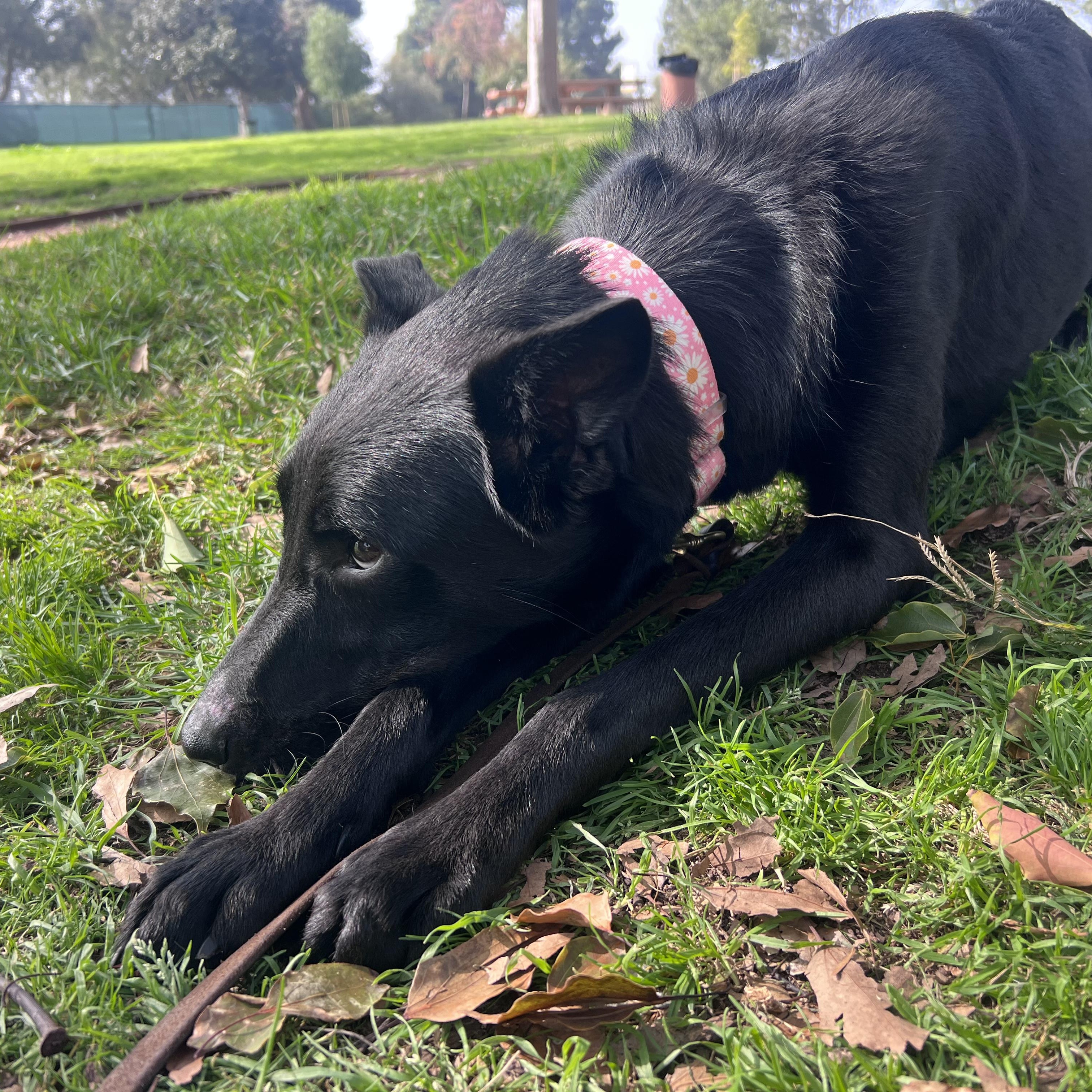 Enlarge Monica, a Adoptable mixed breed in Burbank, CA image 5/5
