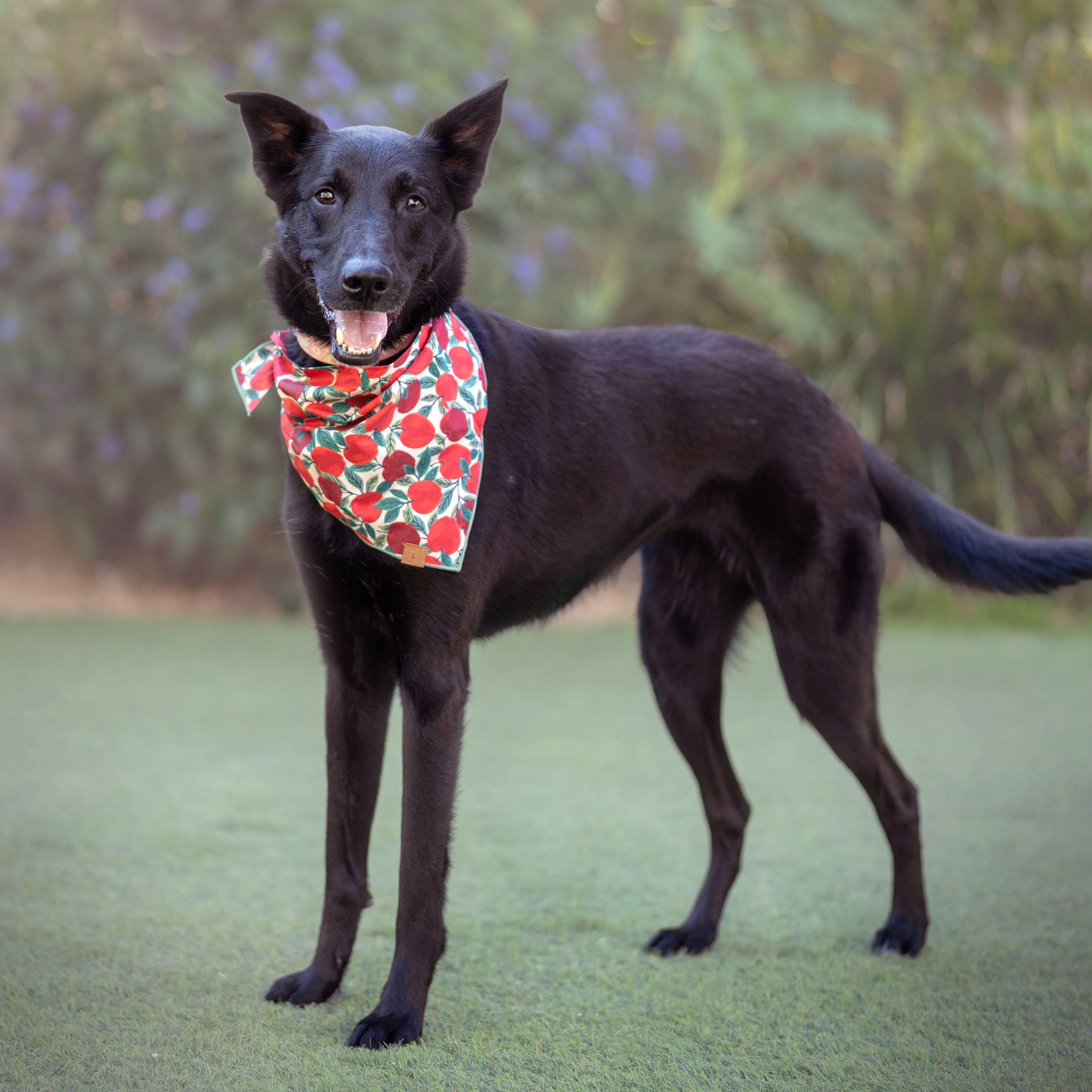 Monica, a Adoptable mixed breed in Burbank, CA image 2/6
